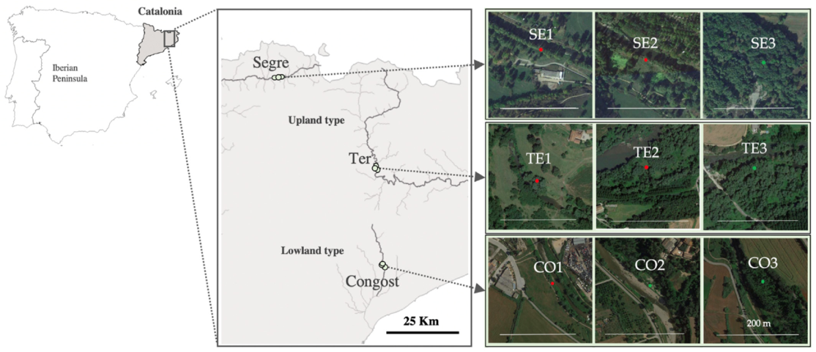 Forests 12 00625 g001