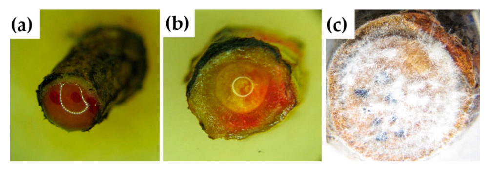 Forests 12 00628 g002