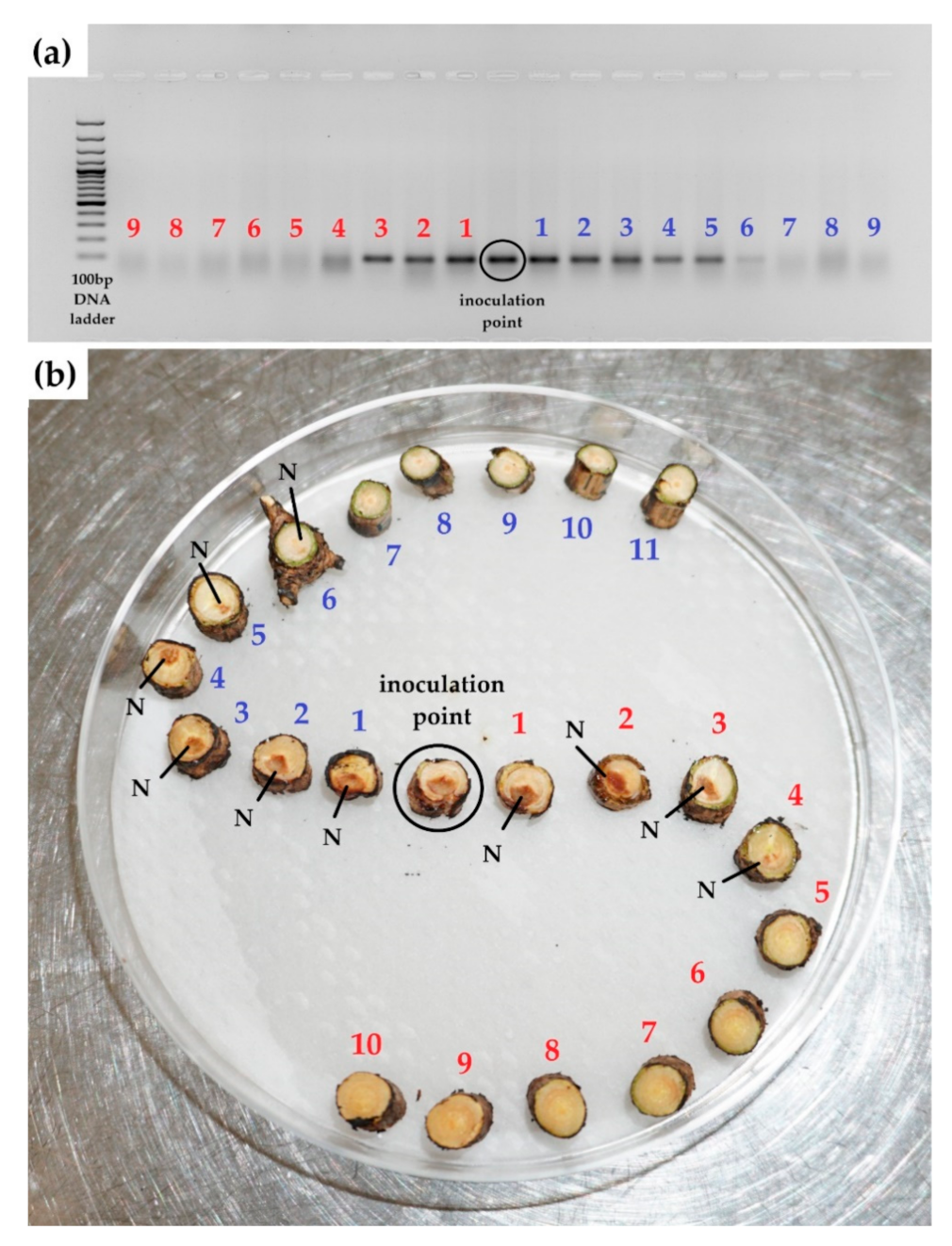 Forests 12 00628 g004