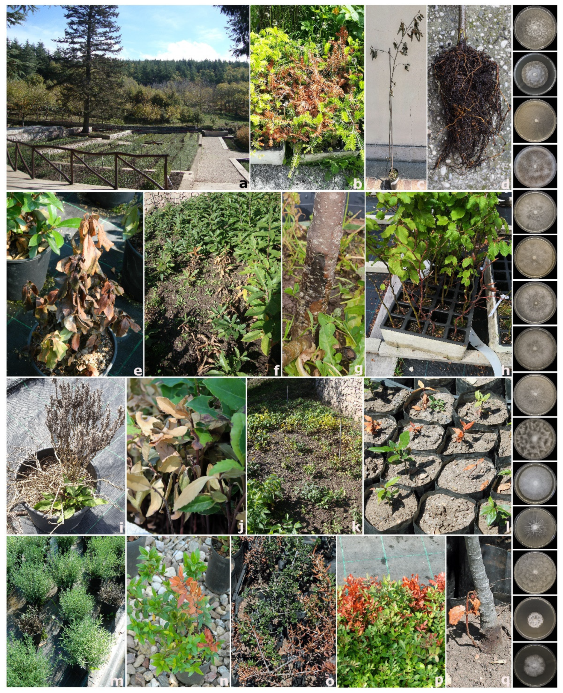 Forests 12 00682 g001 Forests 12 00682 g001