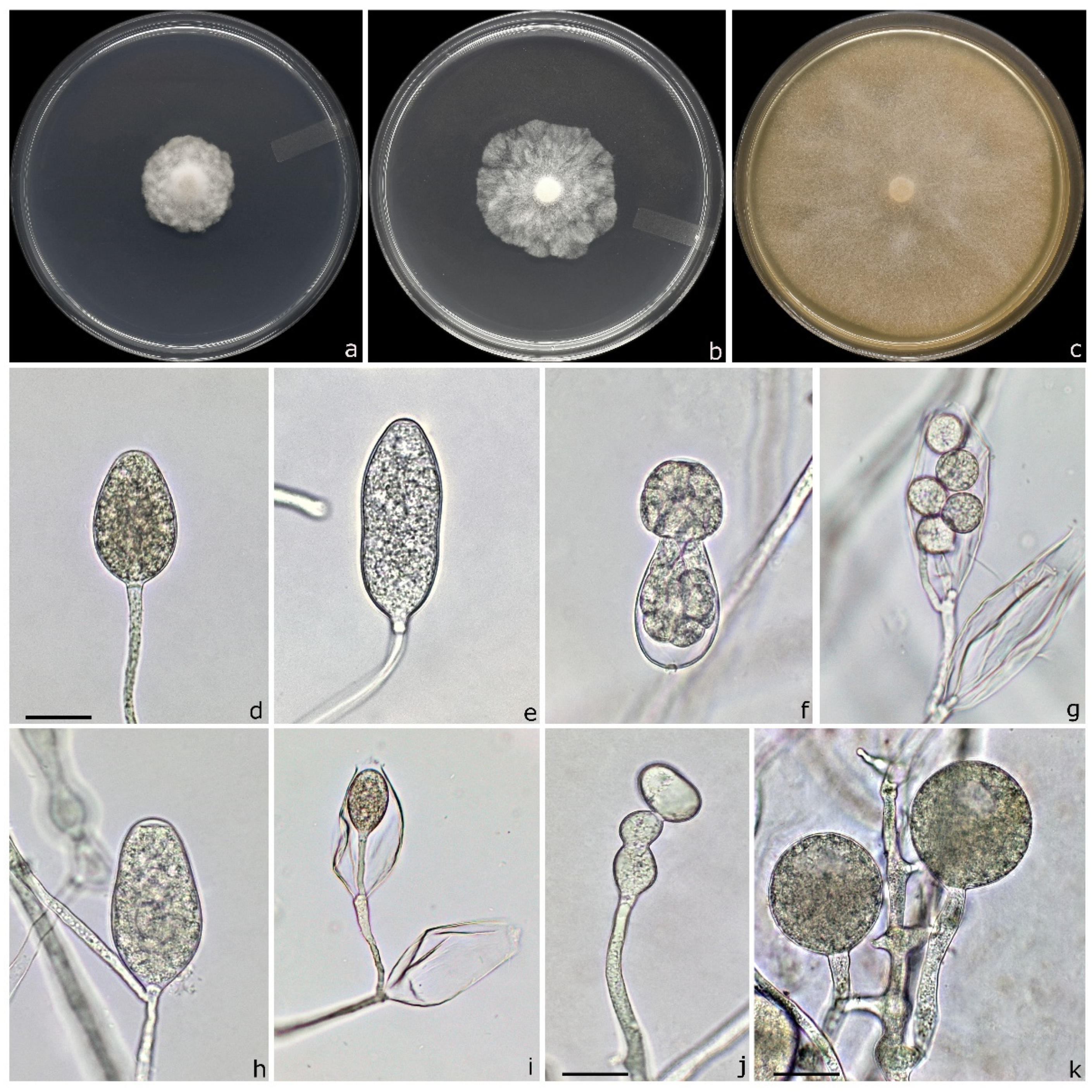 Forests 12 00682 g003 Forests 12 00682 g003