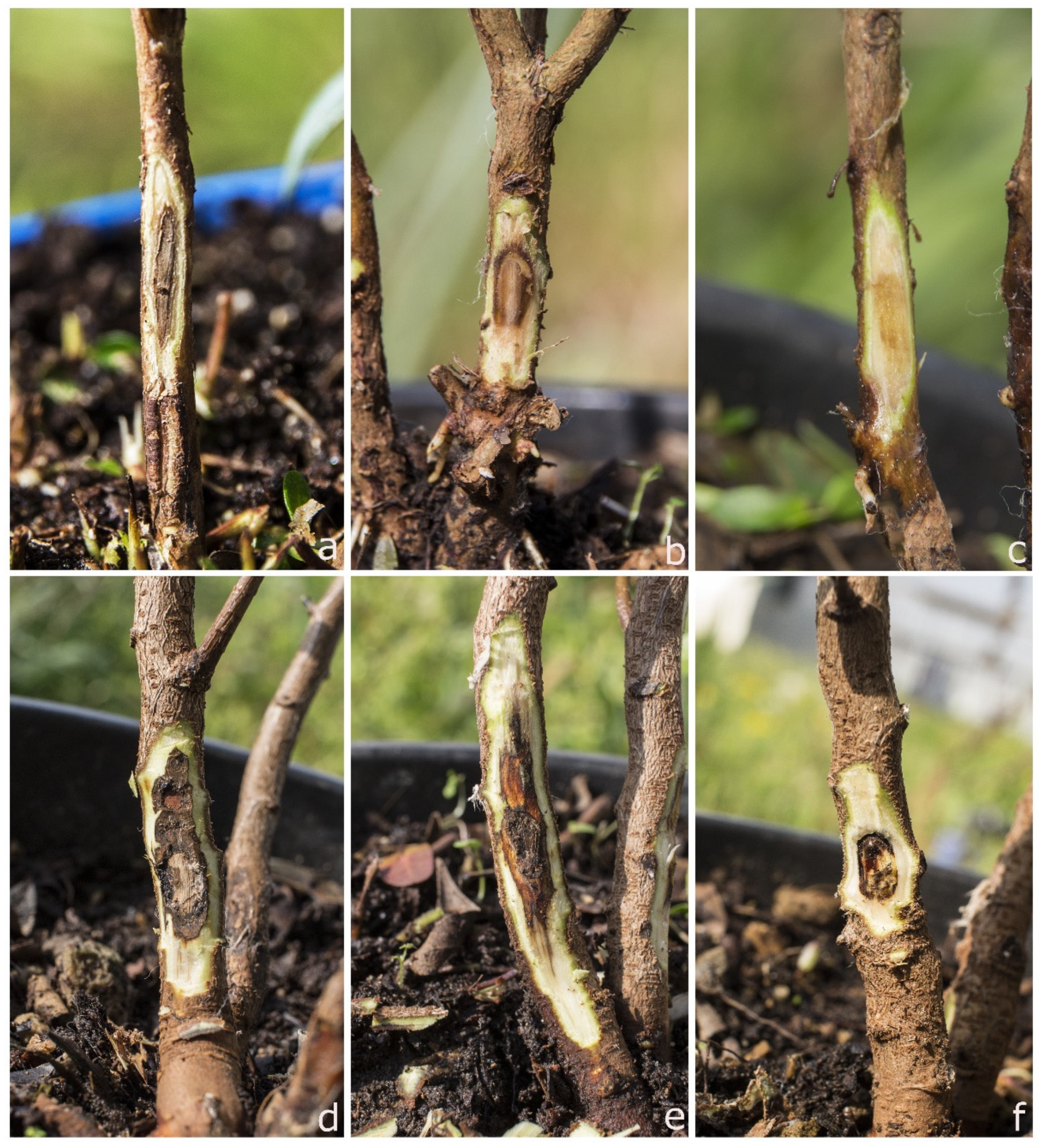 Forests 12 00682 g005 Forests 12 00682 g005