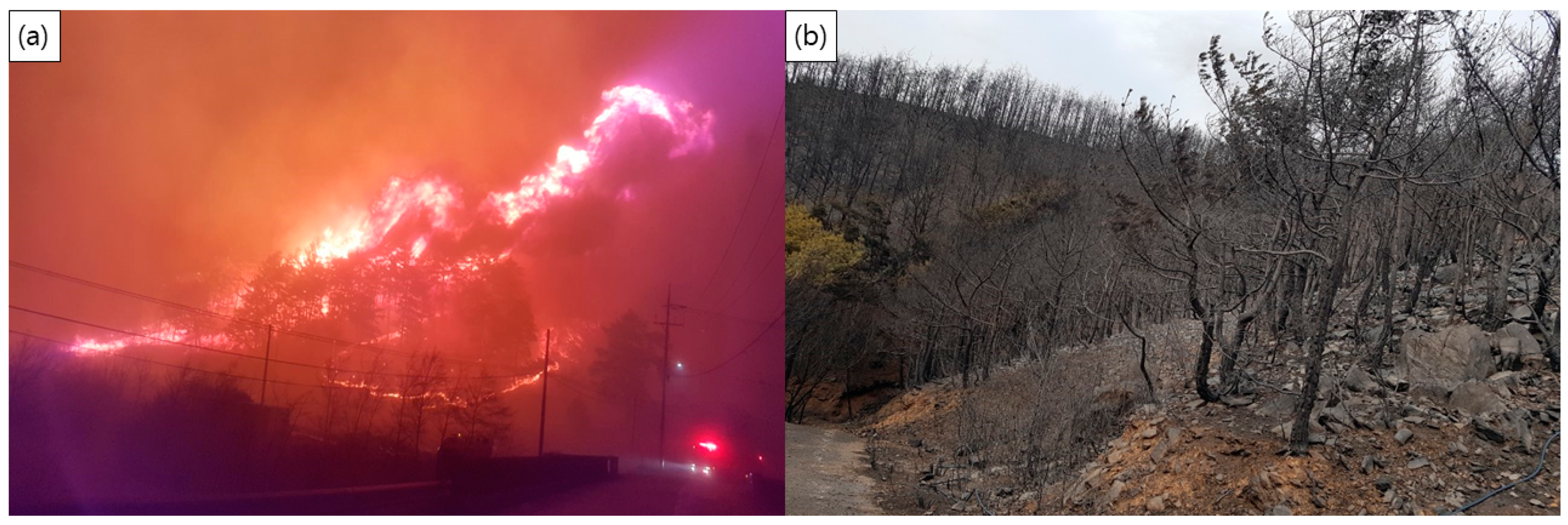 Forests 12 00708 g002