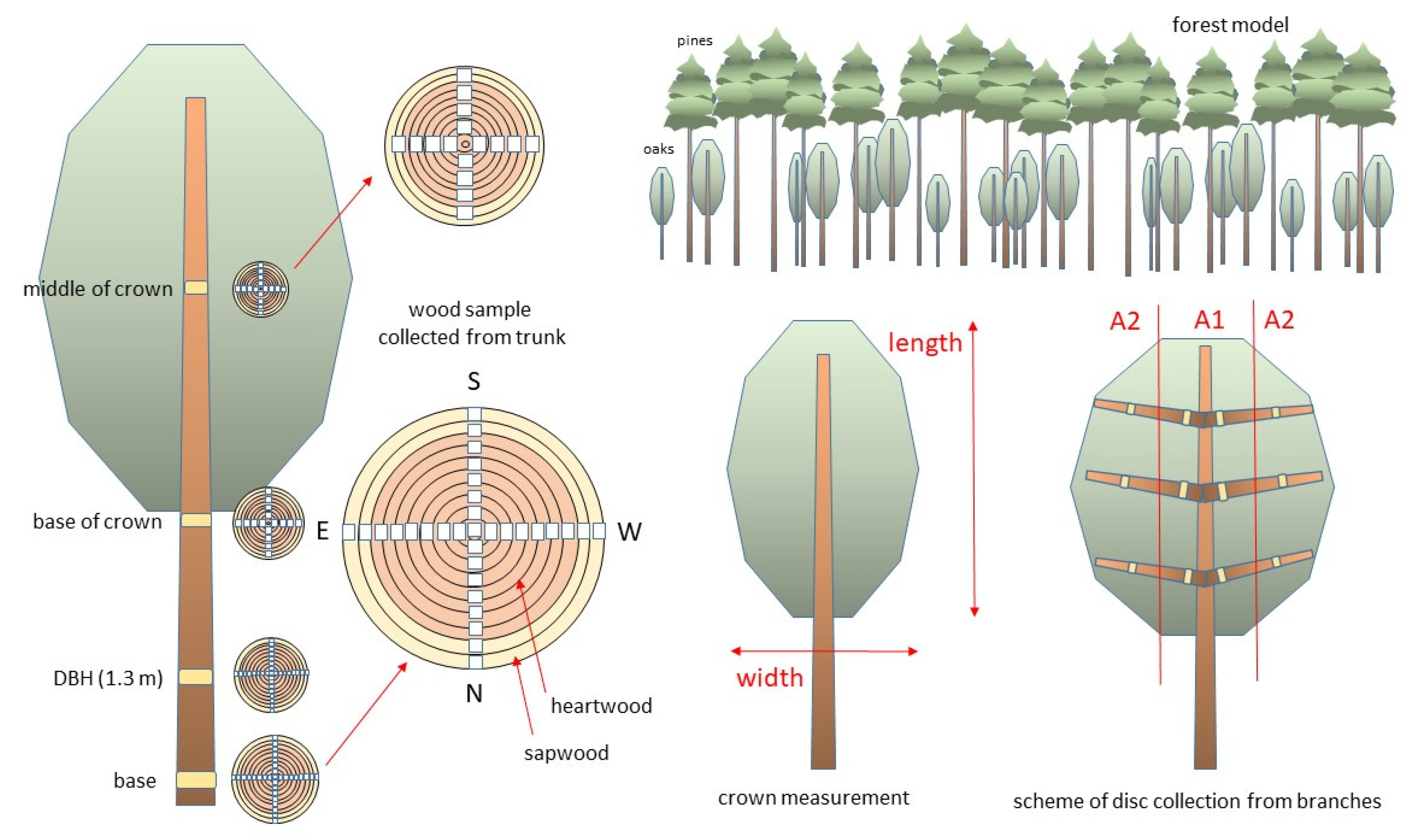 Forests 12 00712 g001
