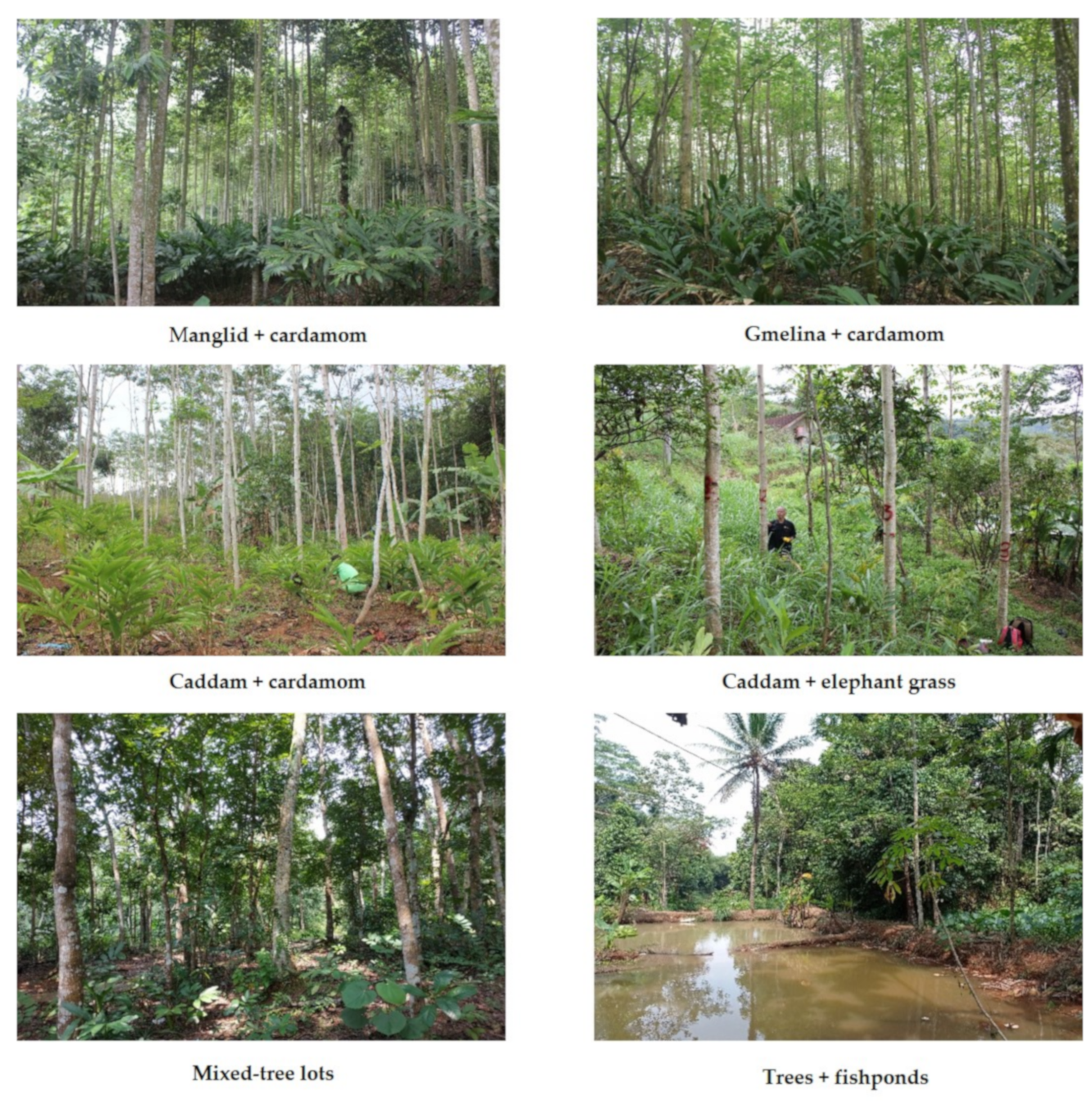 Forests 12 00714 g002 Forests 12 00714 g002