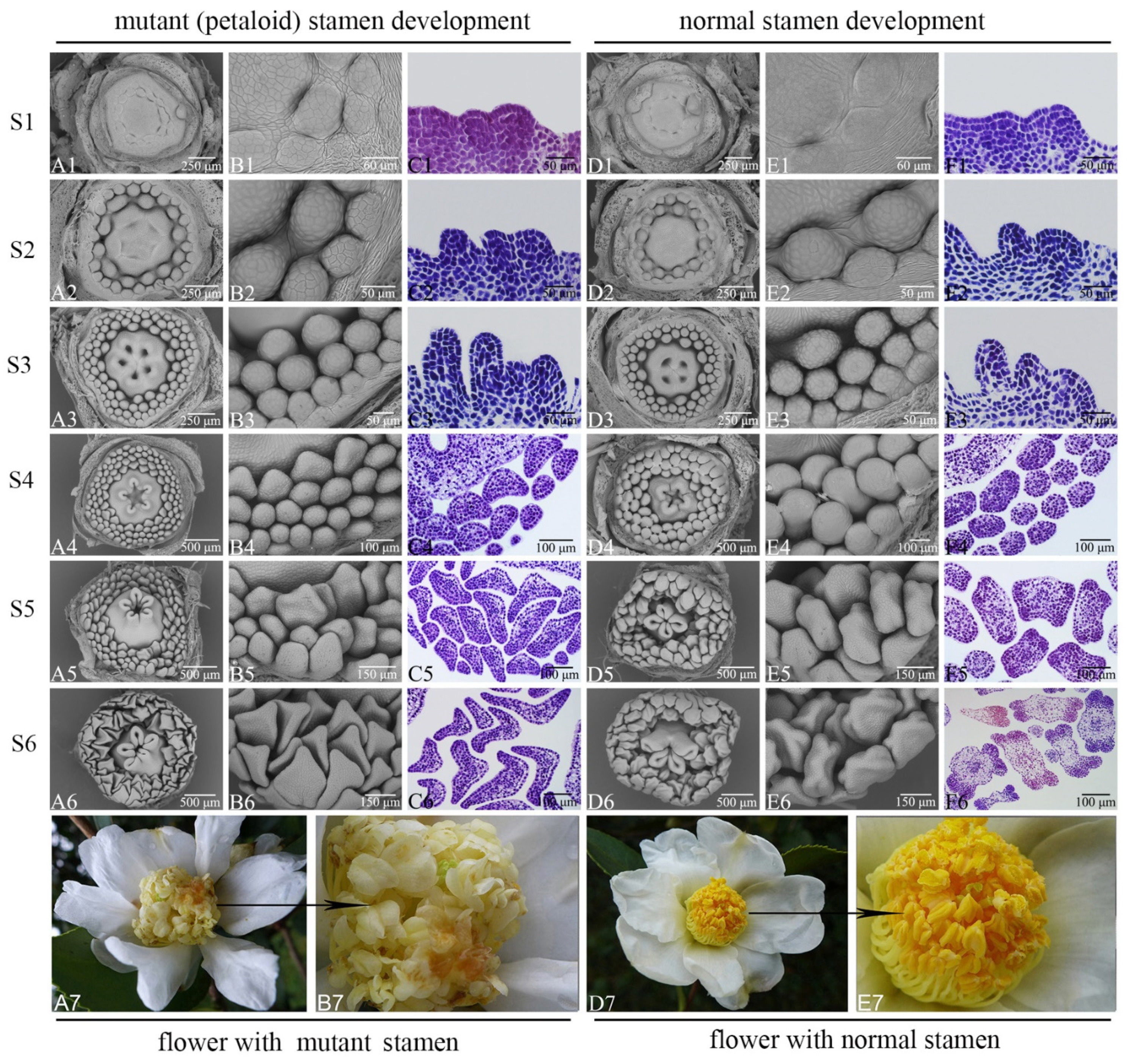 Forests 12 00749 g001