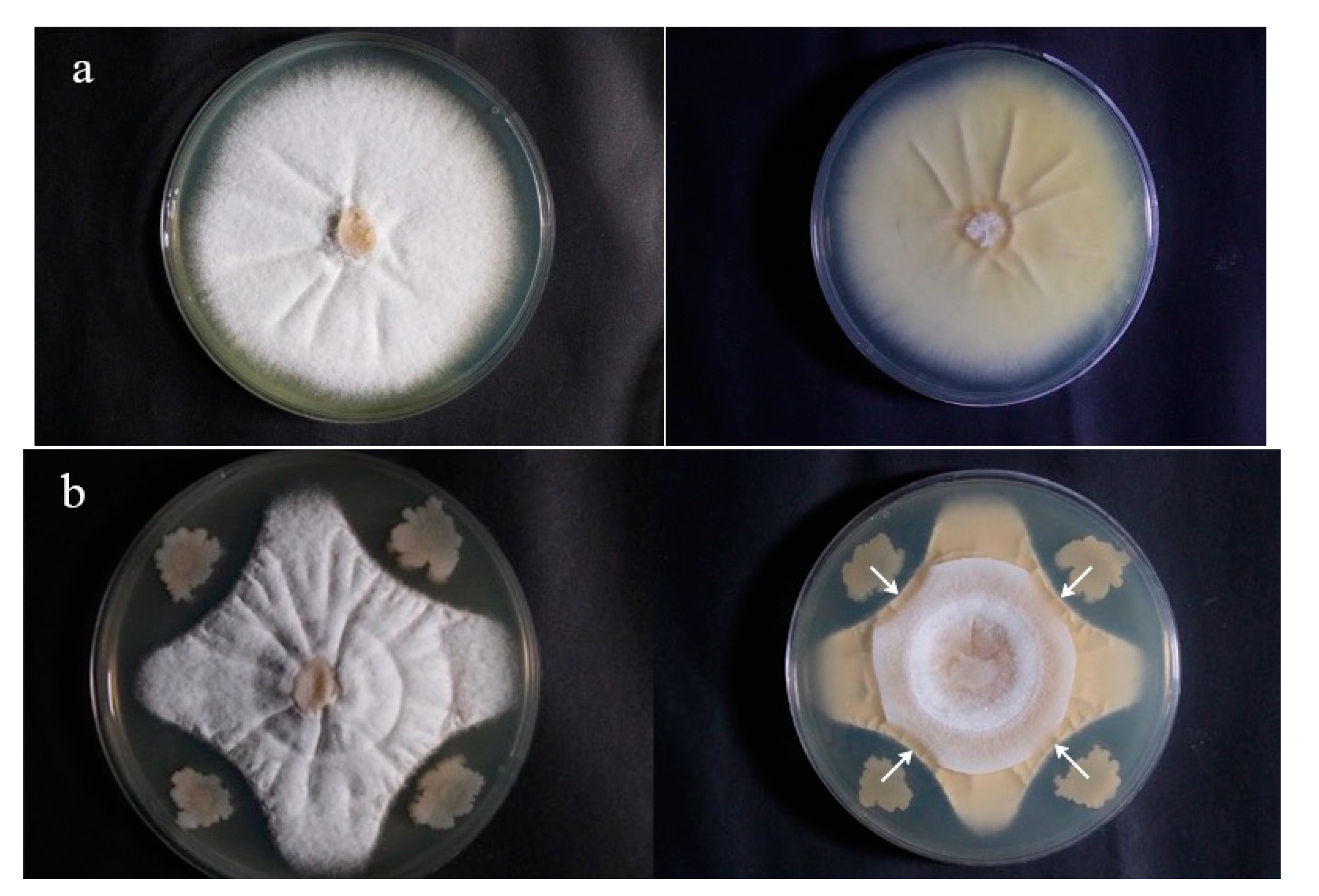 Forests 12 00785 g001 Forests 12 00785 g001