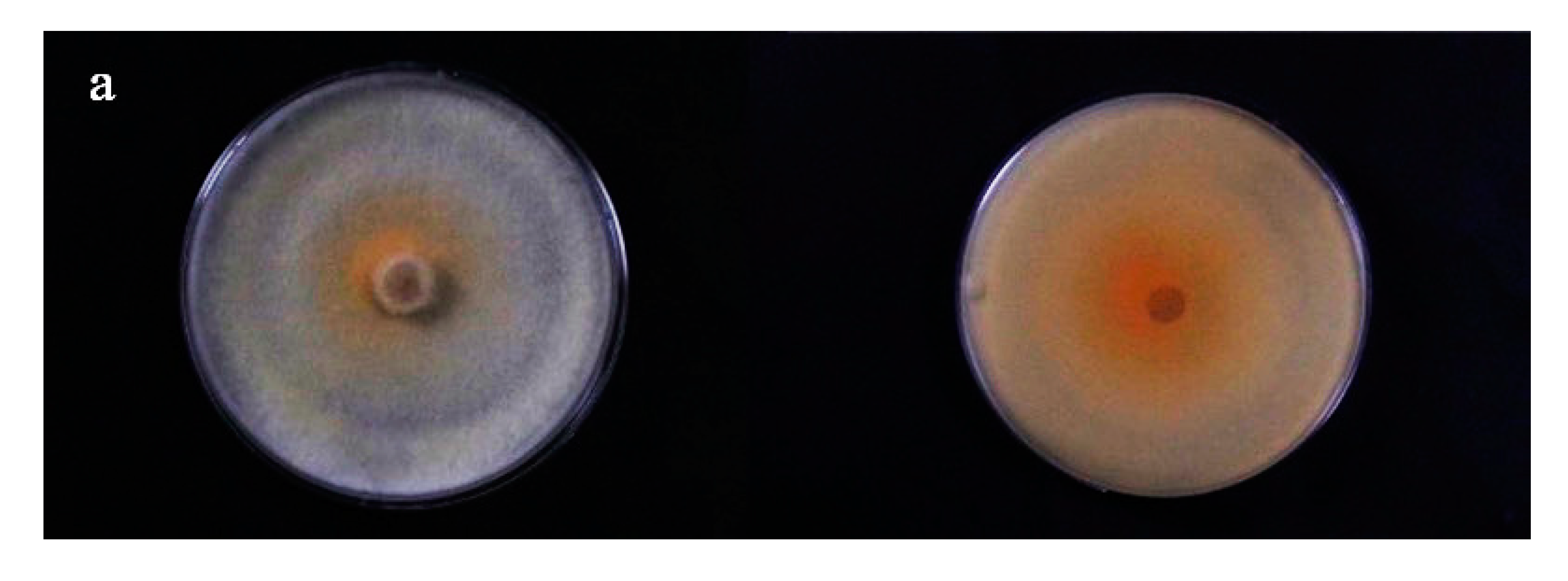 Forests 12 00785 g002a Forests 12 00785 g002a