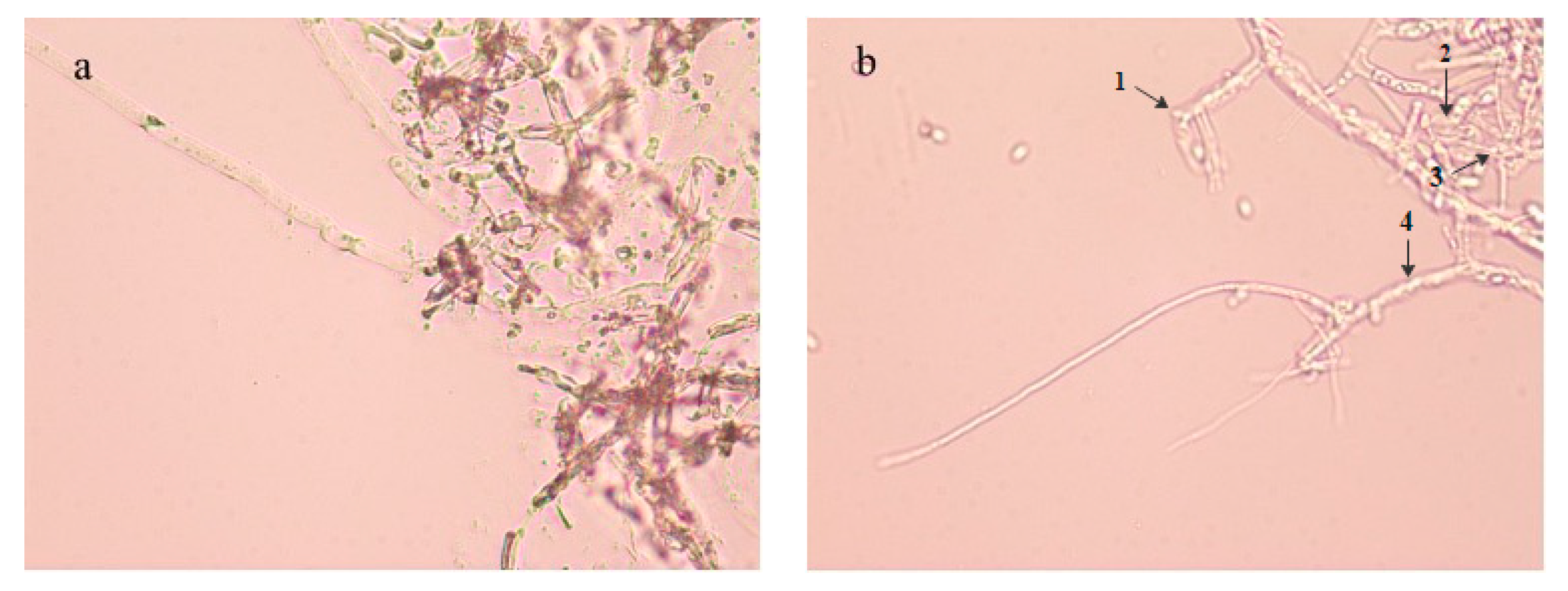 Forests 12 00785 g003 Forests 12 00785 g003