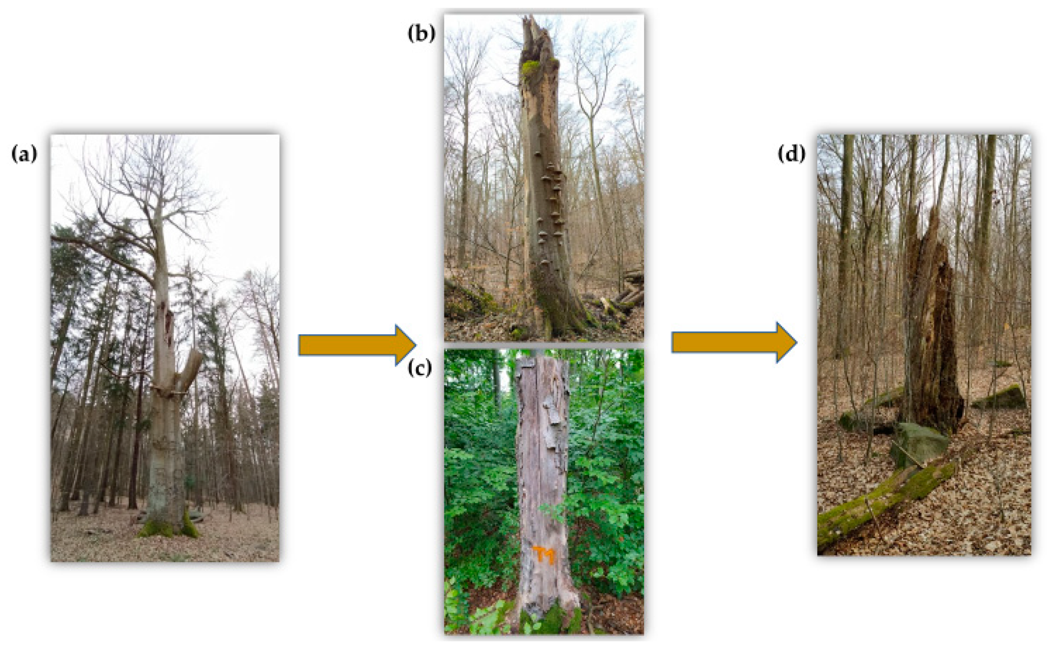 Forests 12 00814 g001