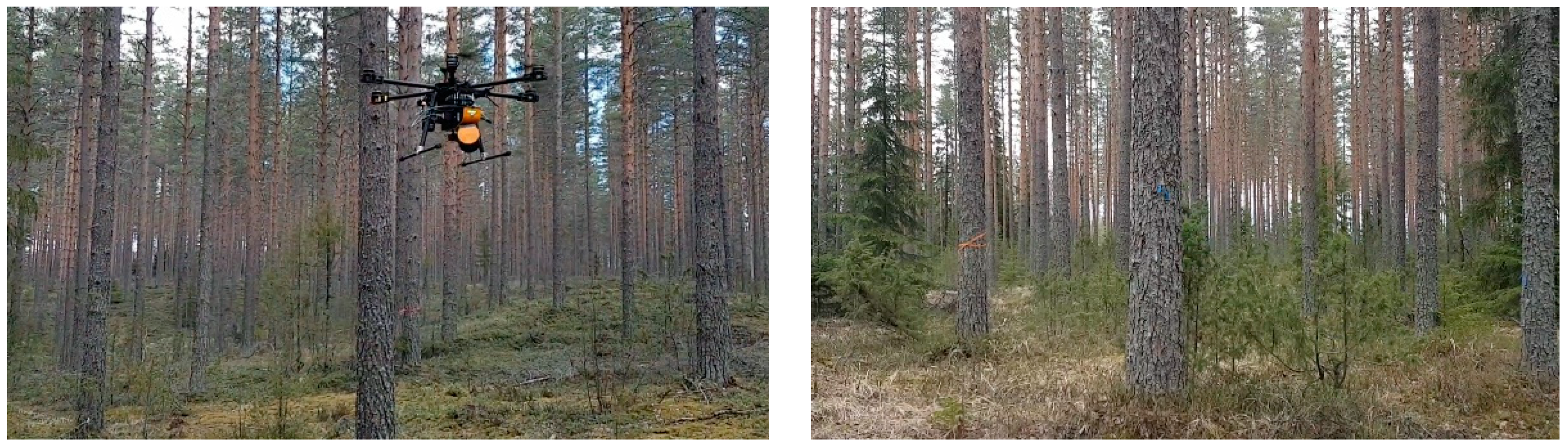 Forests 12 00856 g001