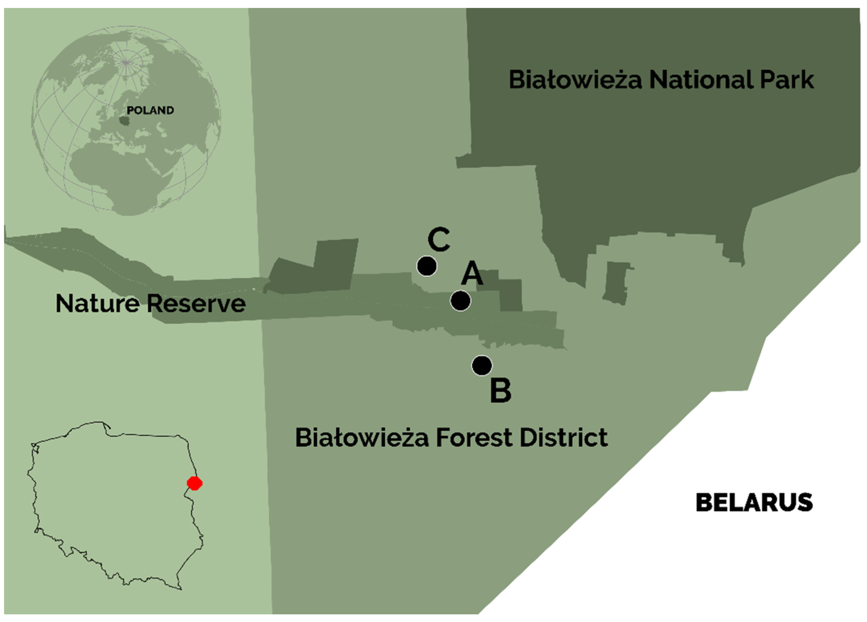 Forests 12 00871 g001