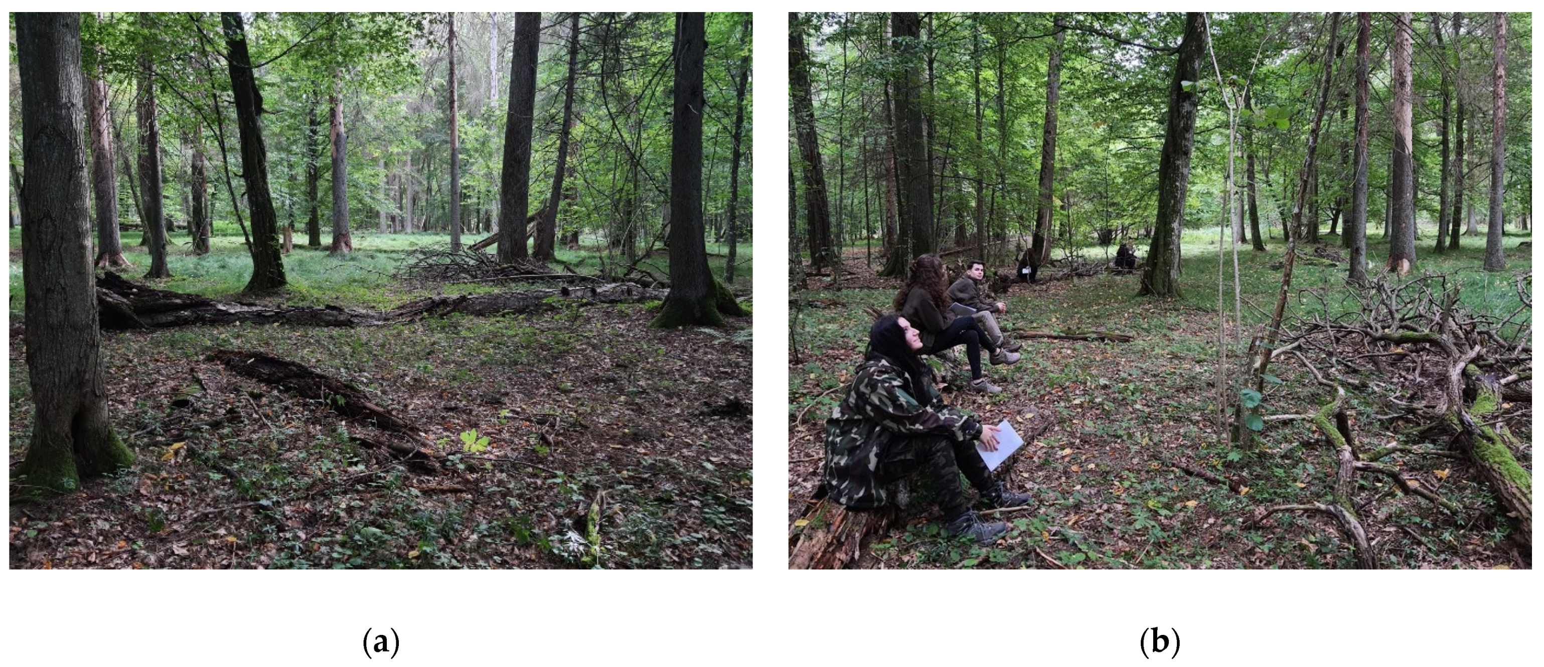 Forests 12 00871 g002