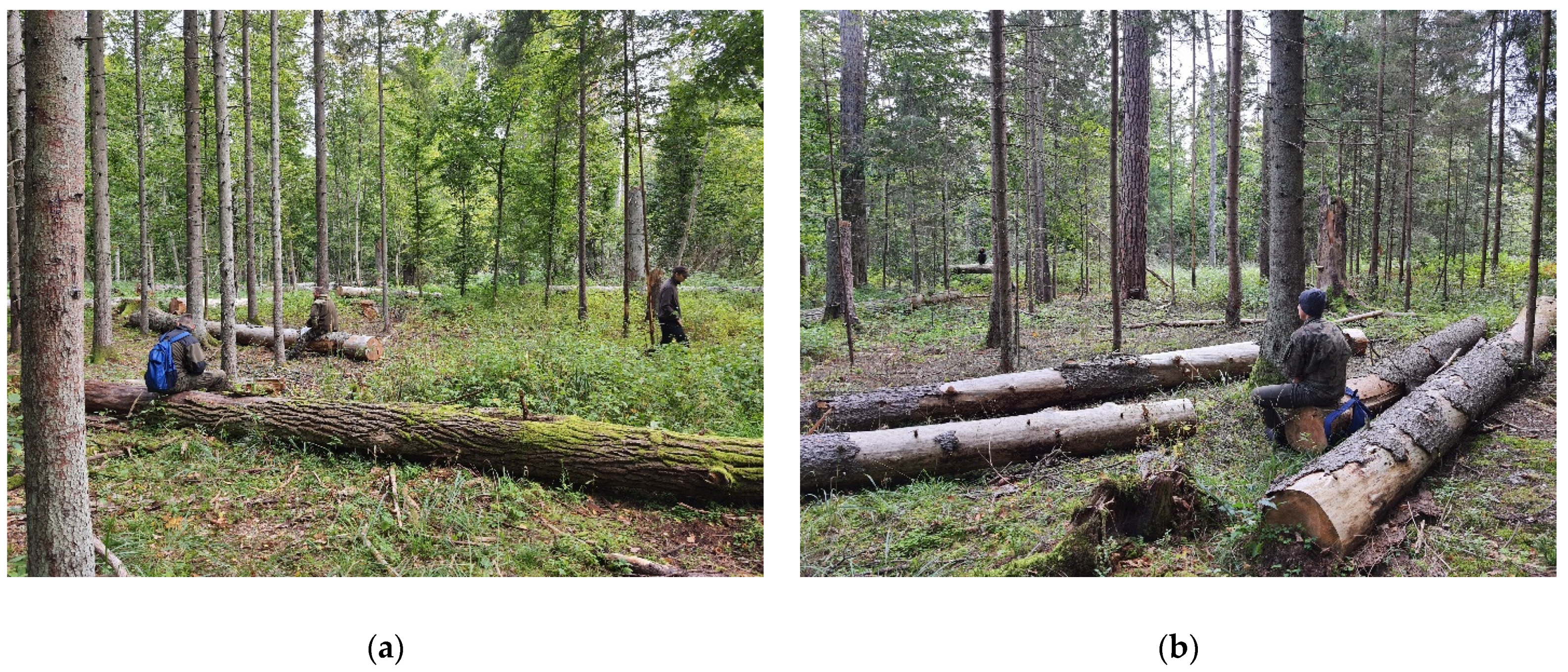 Forests 12 00871 g003