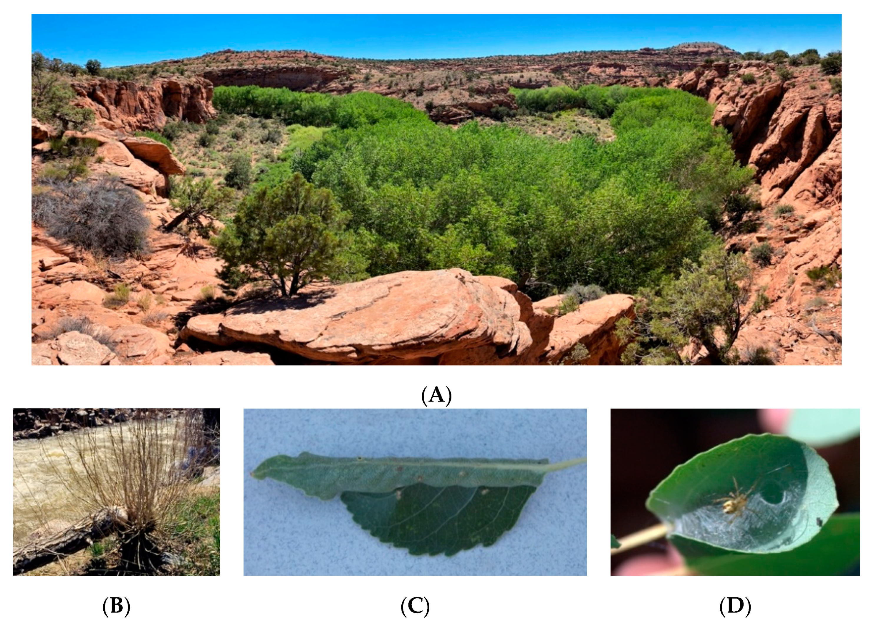 Forests 12 00877 g001