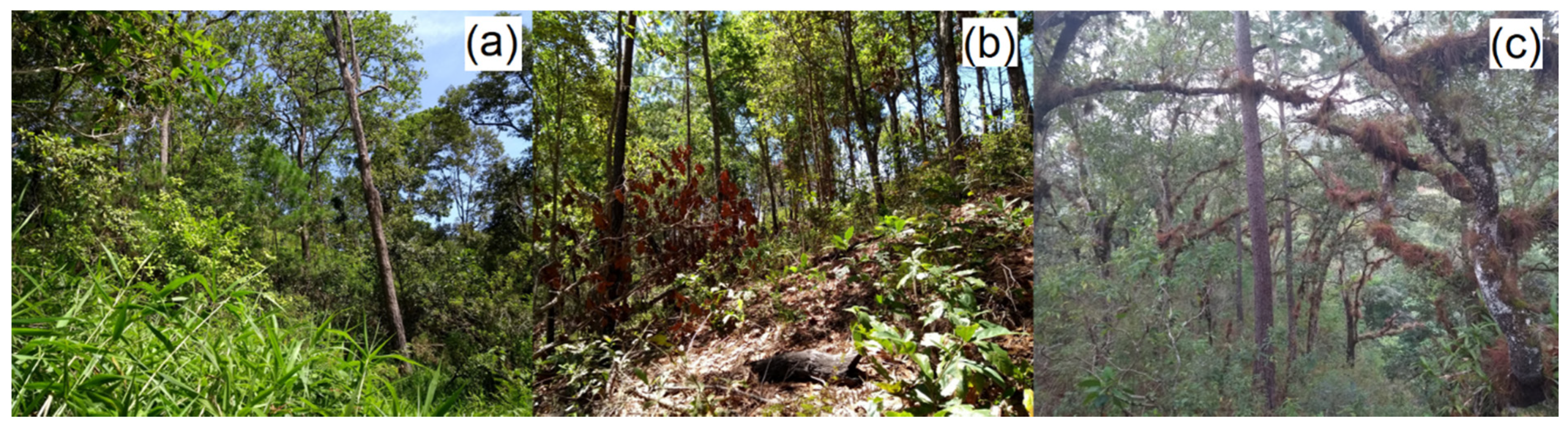 Forests 12 00895 g003 Forests 12 00895 g003