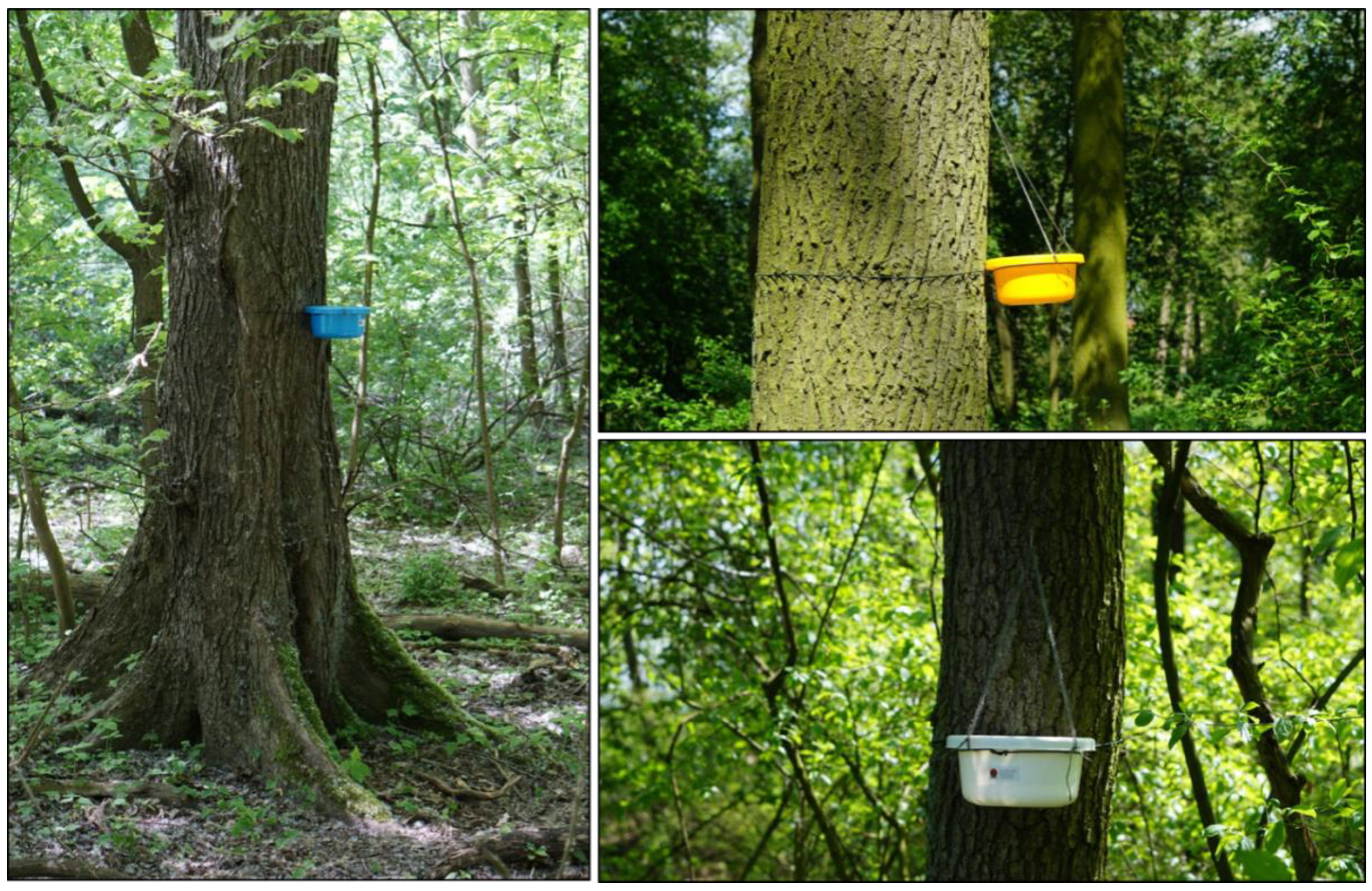 Forests 12 00907 g005