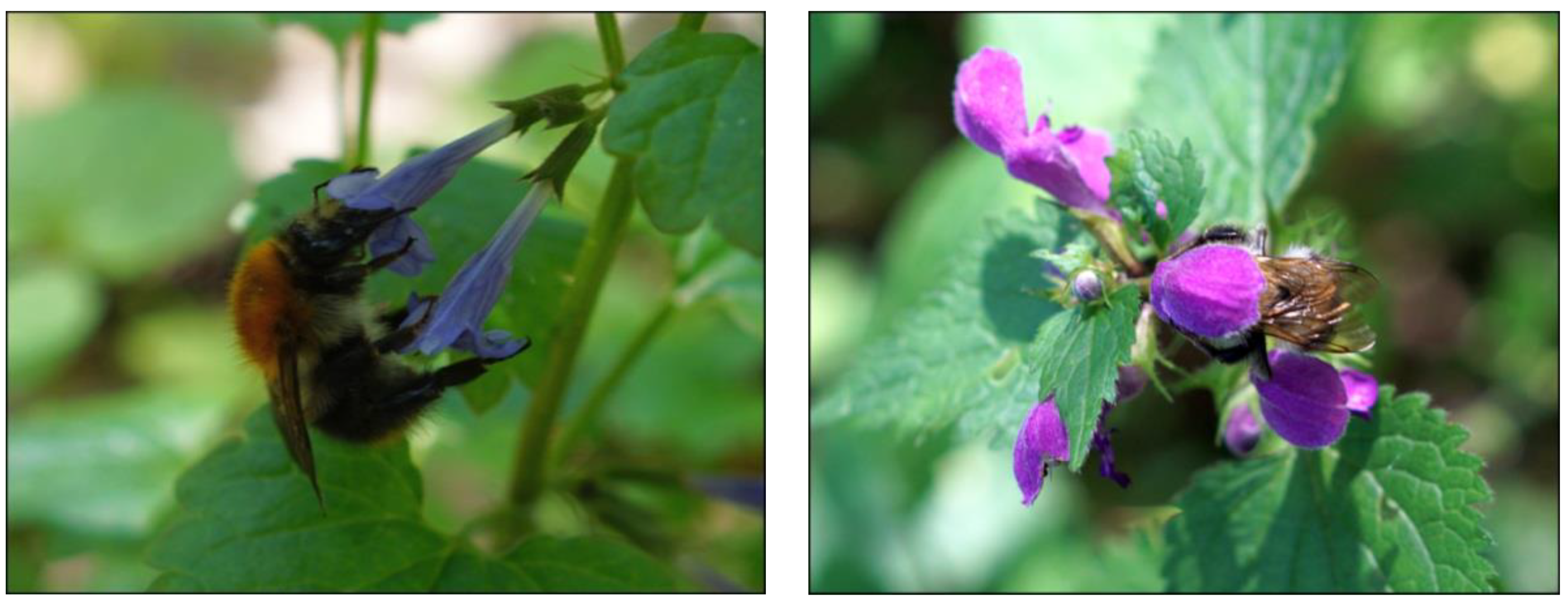 Forests 12 00907 g008