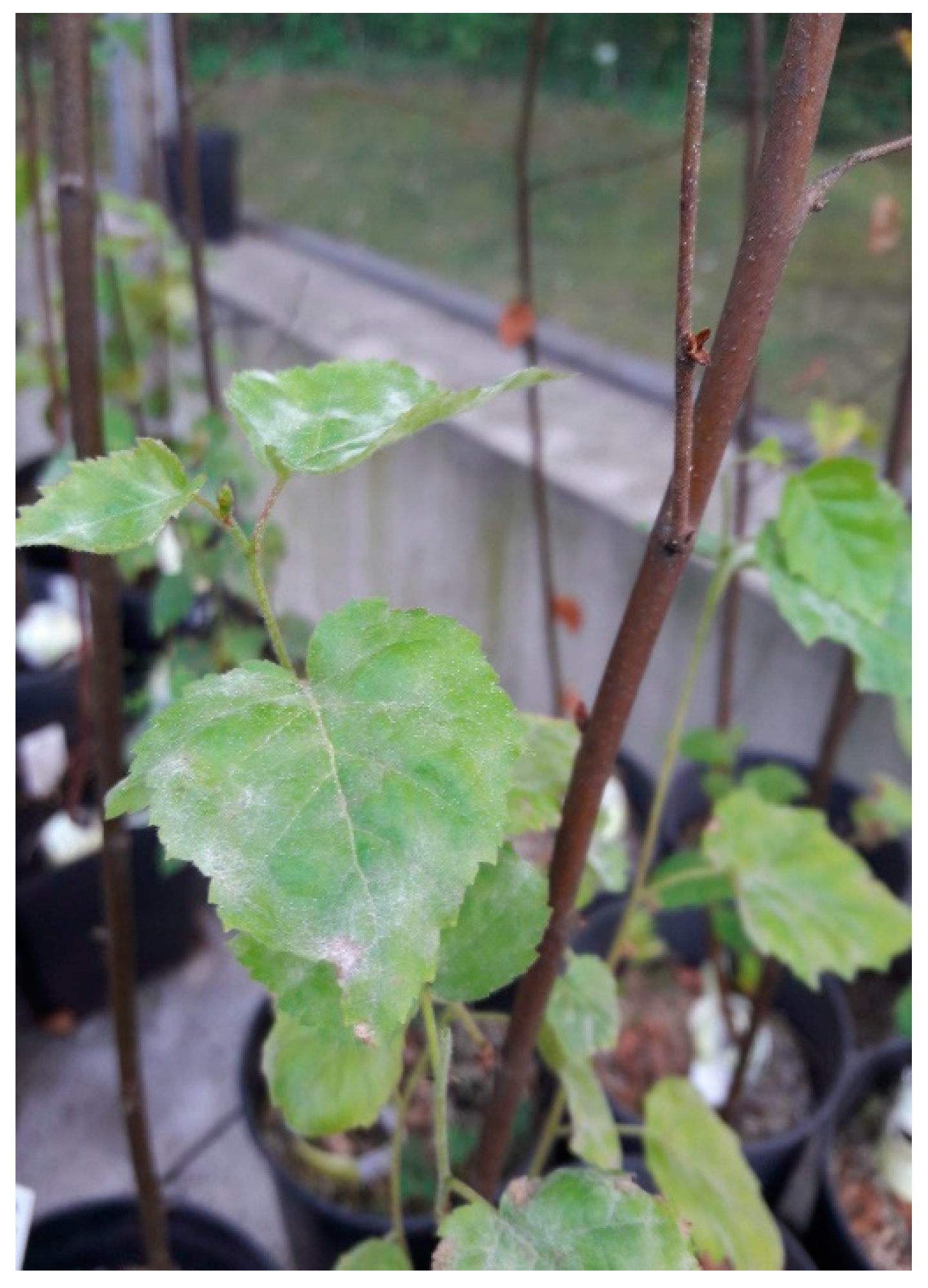 Forests 12 00910 g006