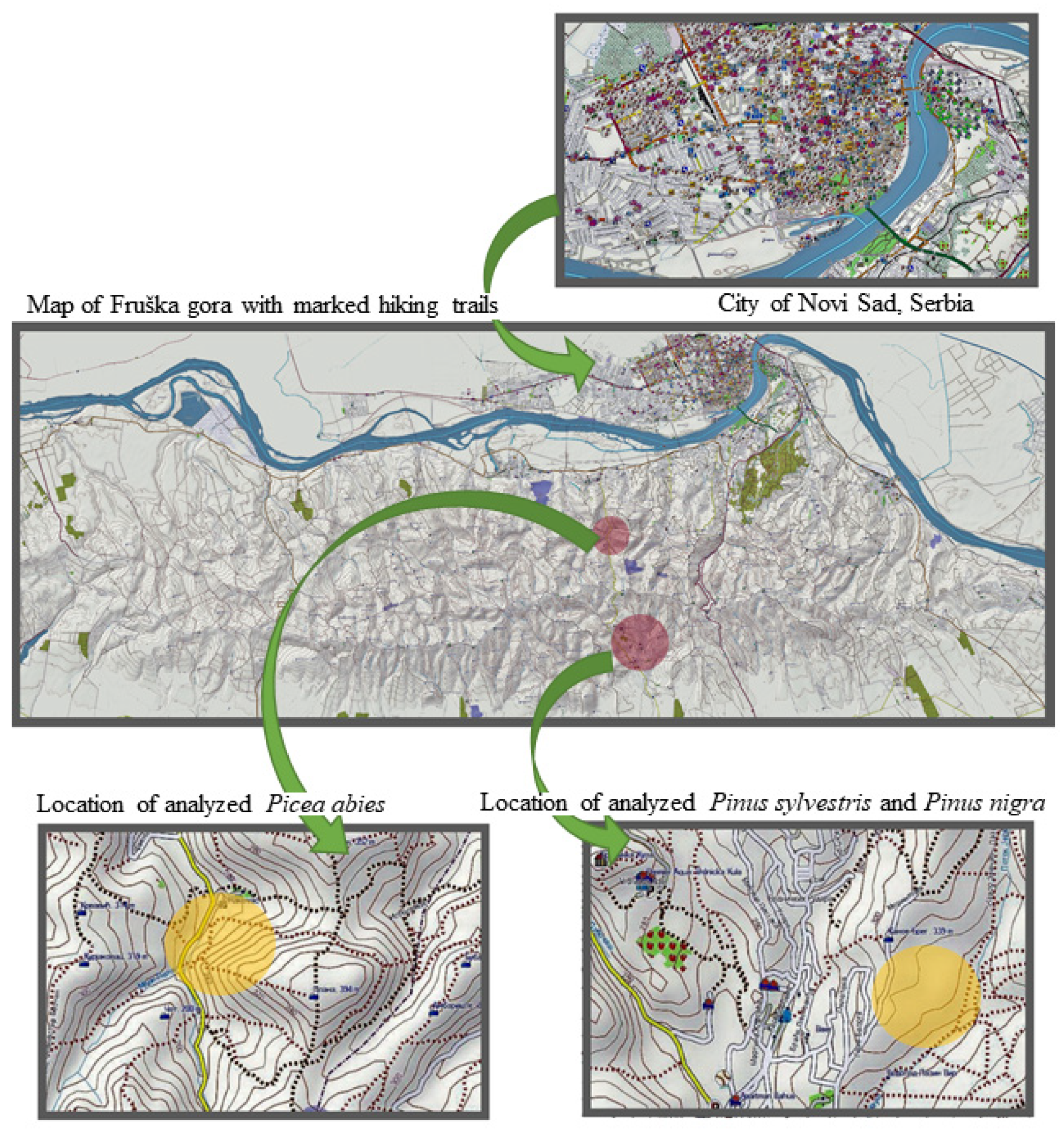 Forests 12 00928 g001