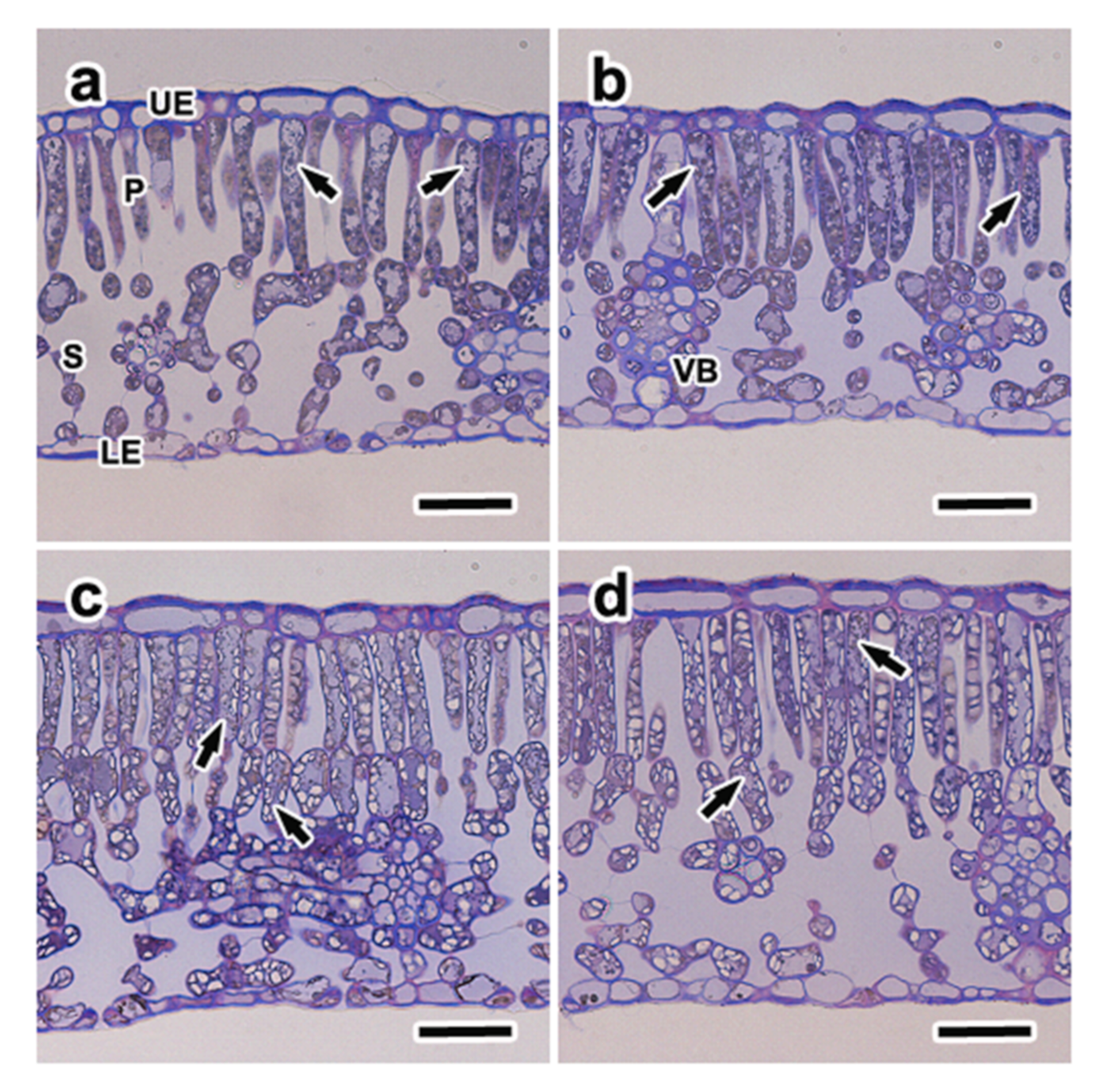 Forests 12 00939 g005