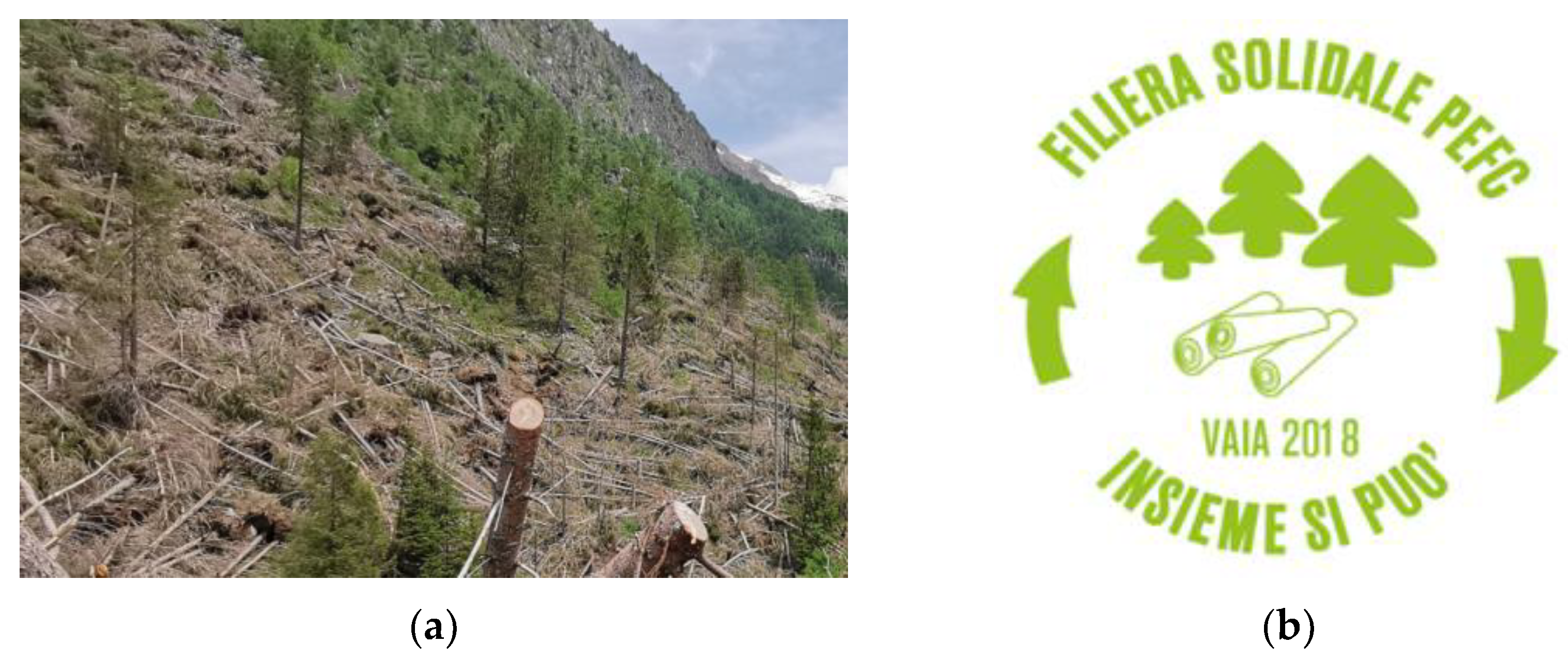 Forests 12 00946 g001