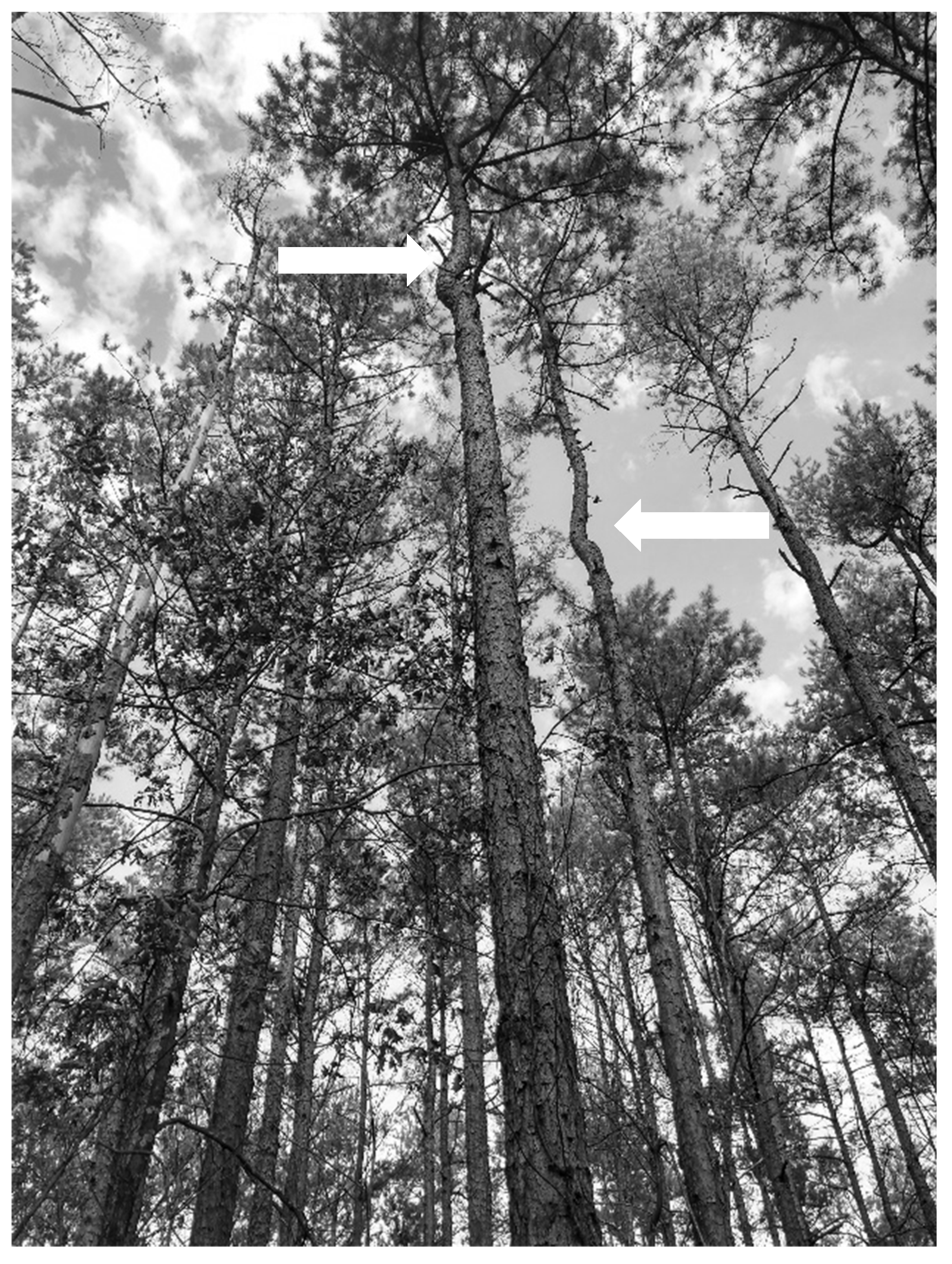 Forests 12 00953 g002 Forests 12 00953 g002