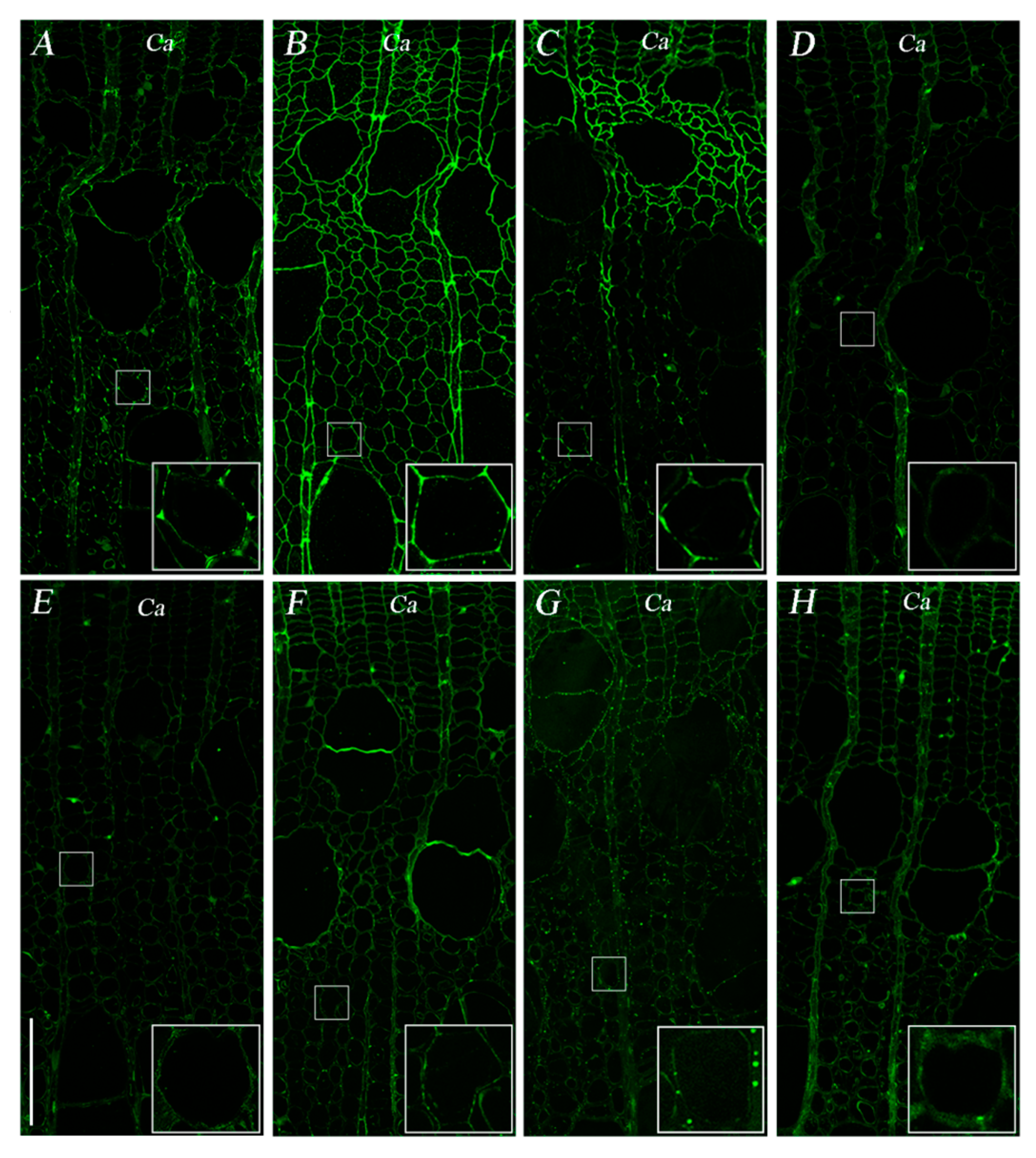 Forests 12 00972 g005