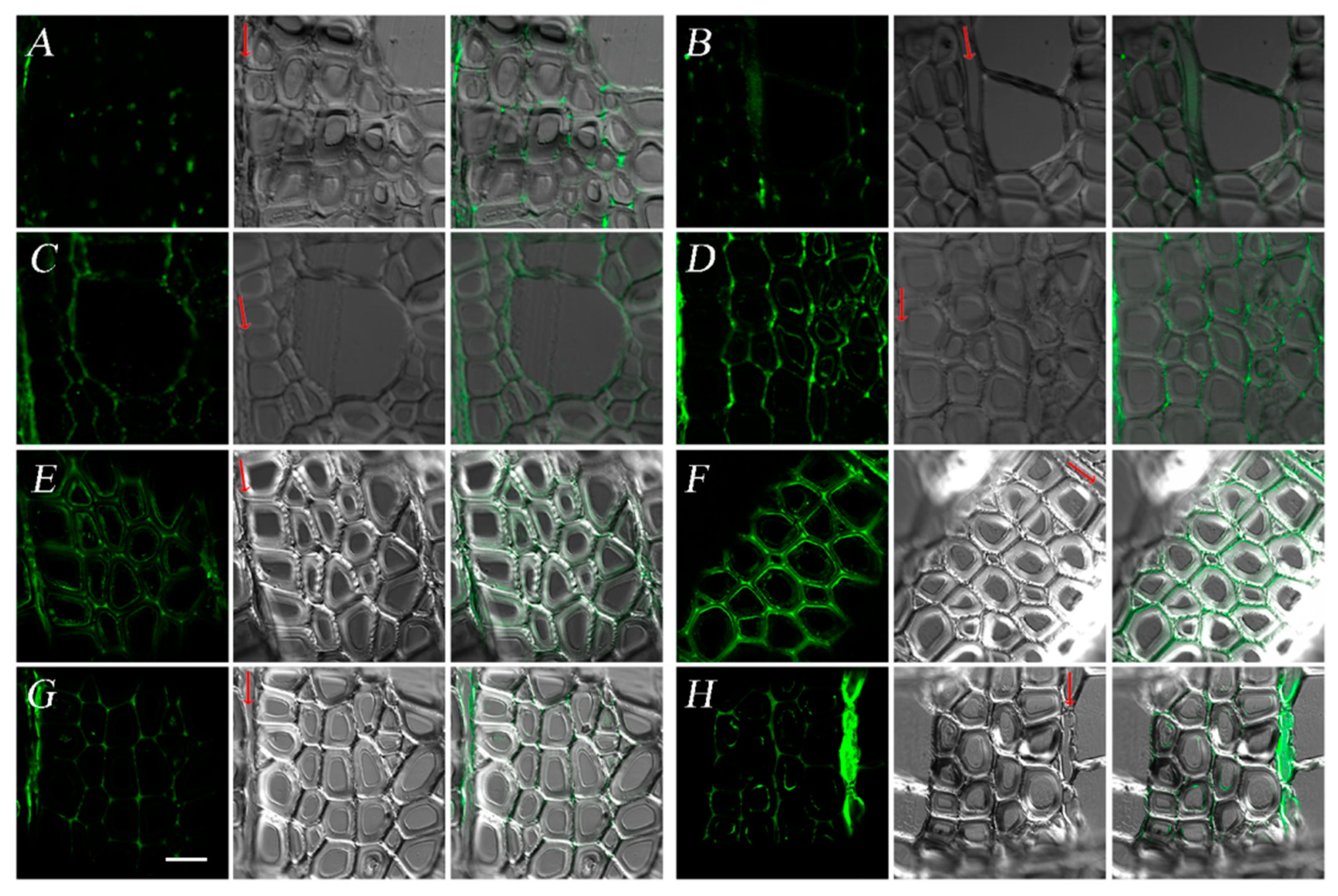 Forests 12 00972 g006