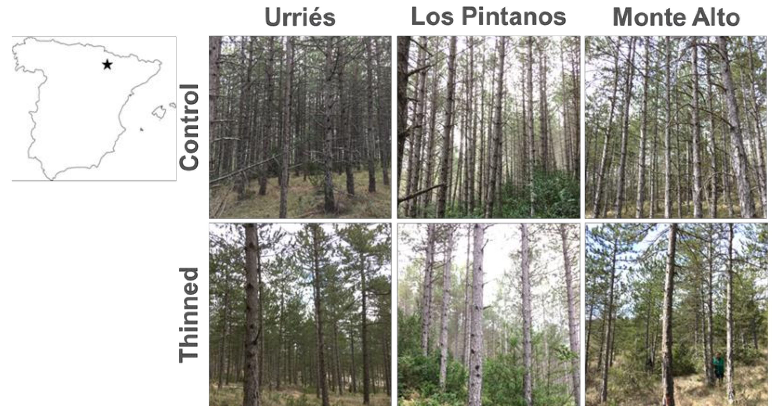 Forests 12 00985 g001