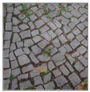 Forests 12 01010 i002