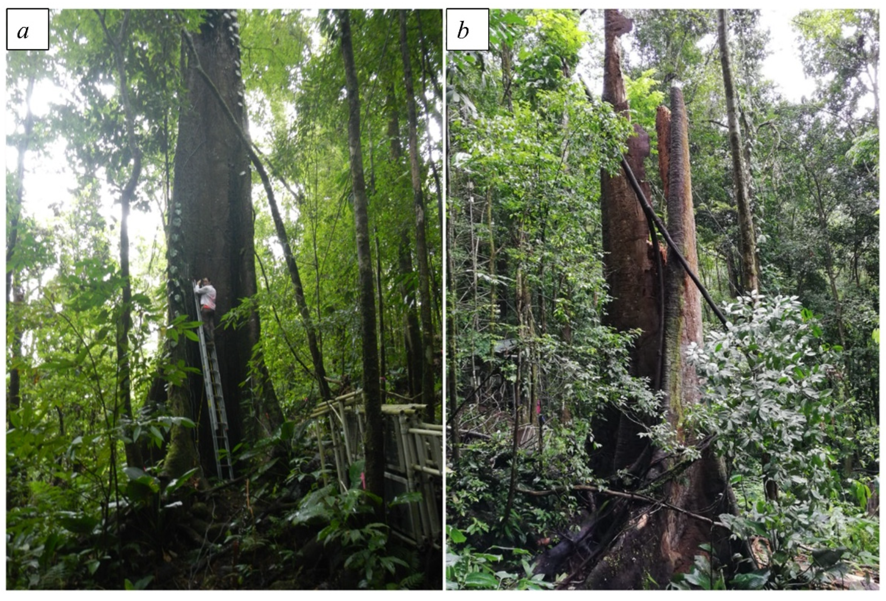 Forests 12 01041 g001