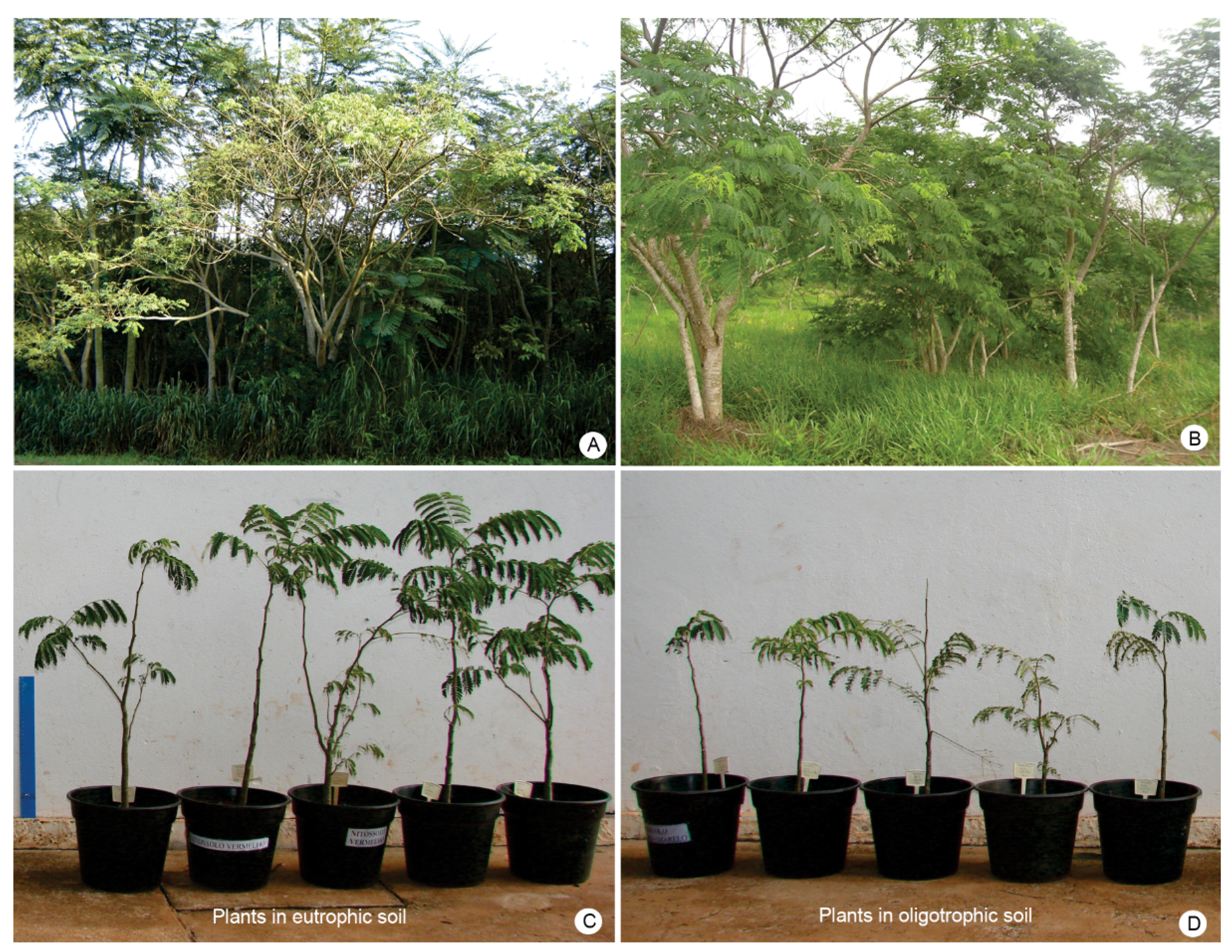 Forests 12 01058 g001 Forests 12 01058 g001