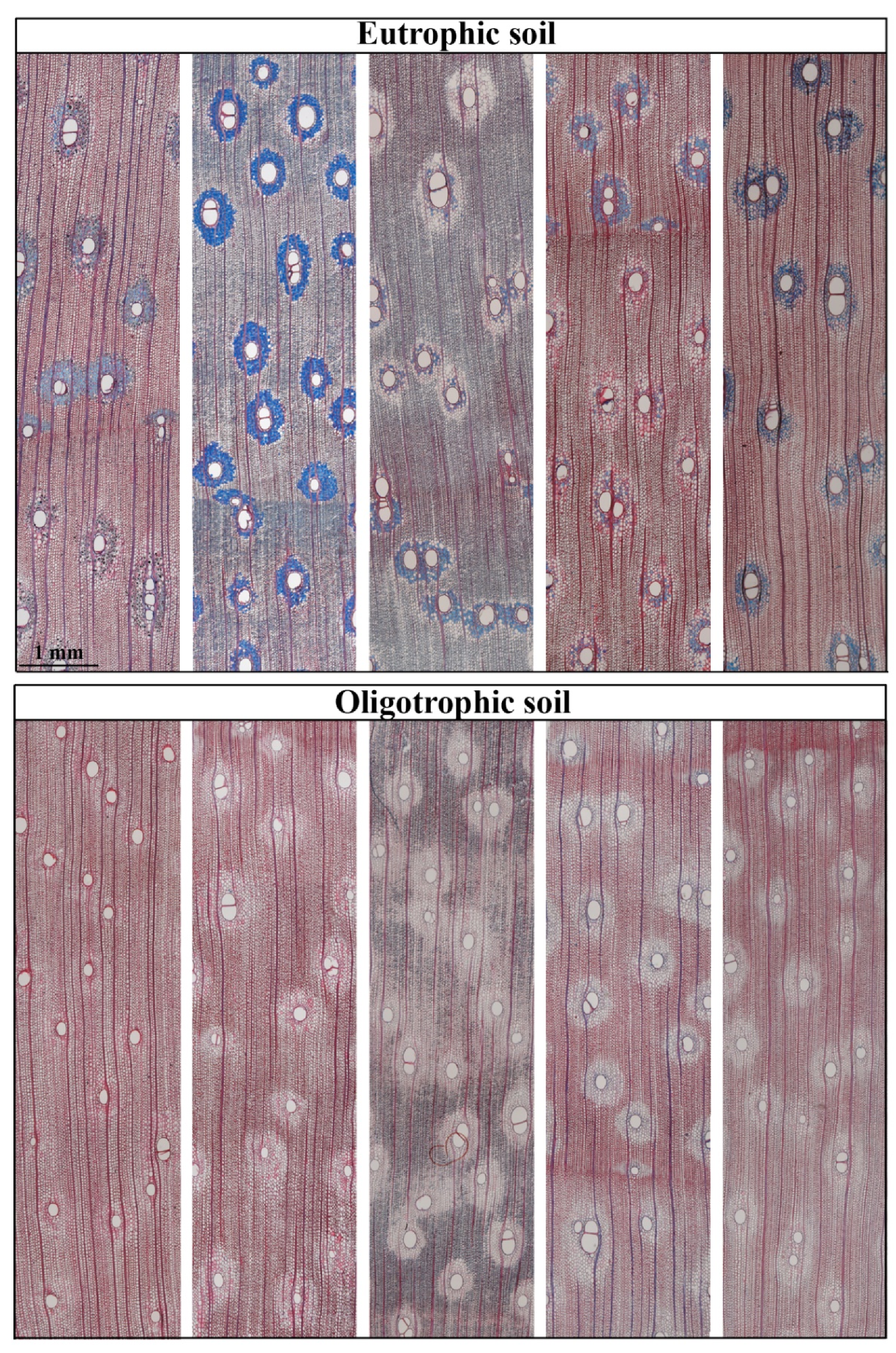 Forests 12 01058 g002 Forests 12 01058 g002