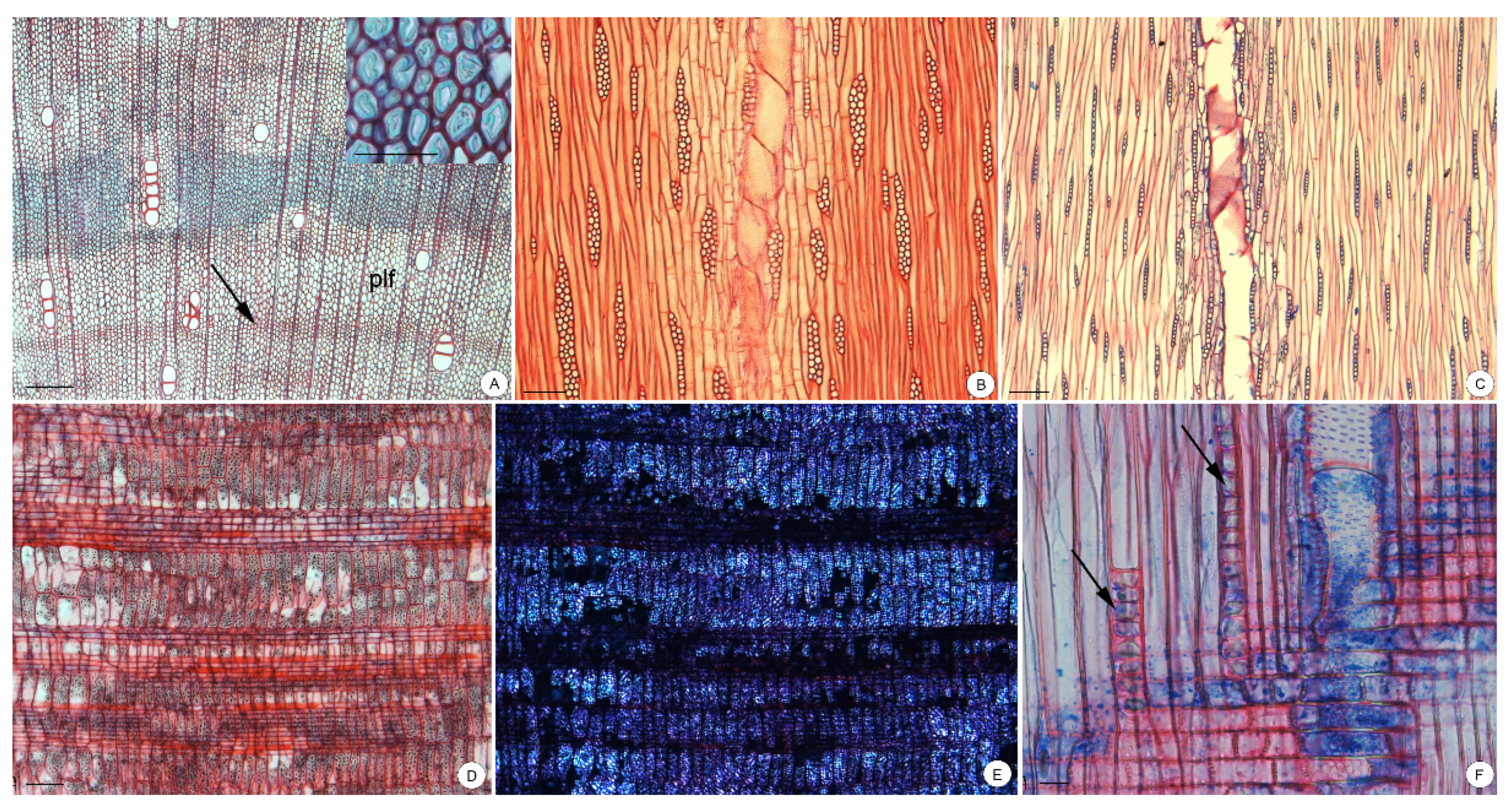 Forests 12 01058 g003 Forests 12 01058 g003