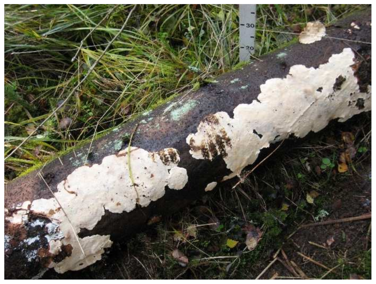 Forests 12 01100 g001