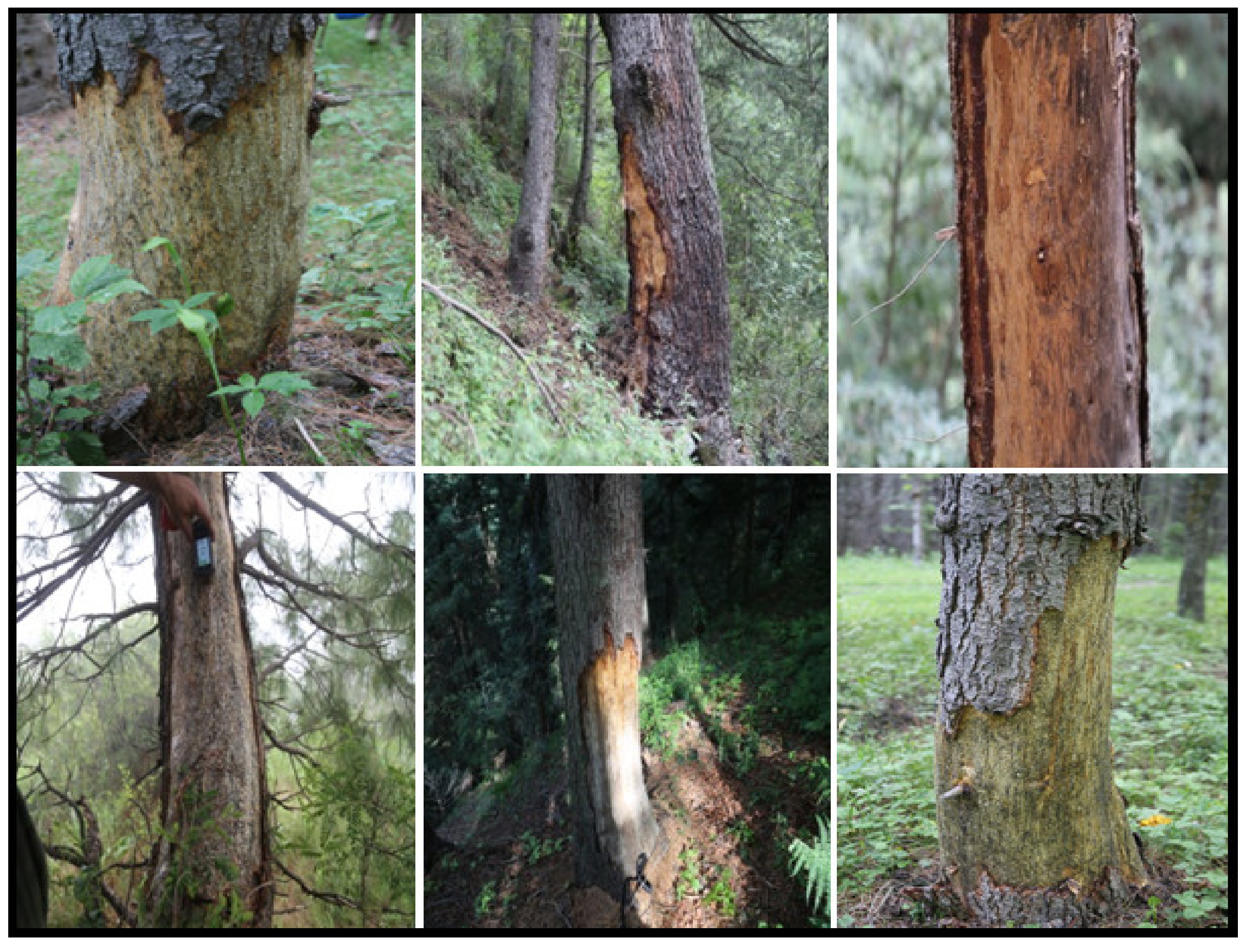 Forests 12 01130 g002