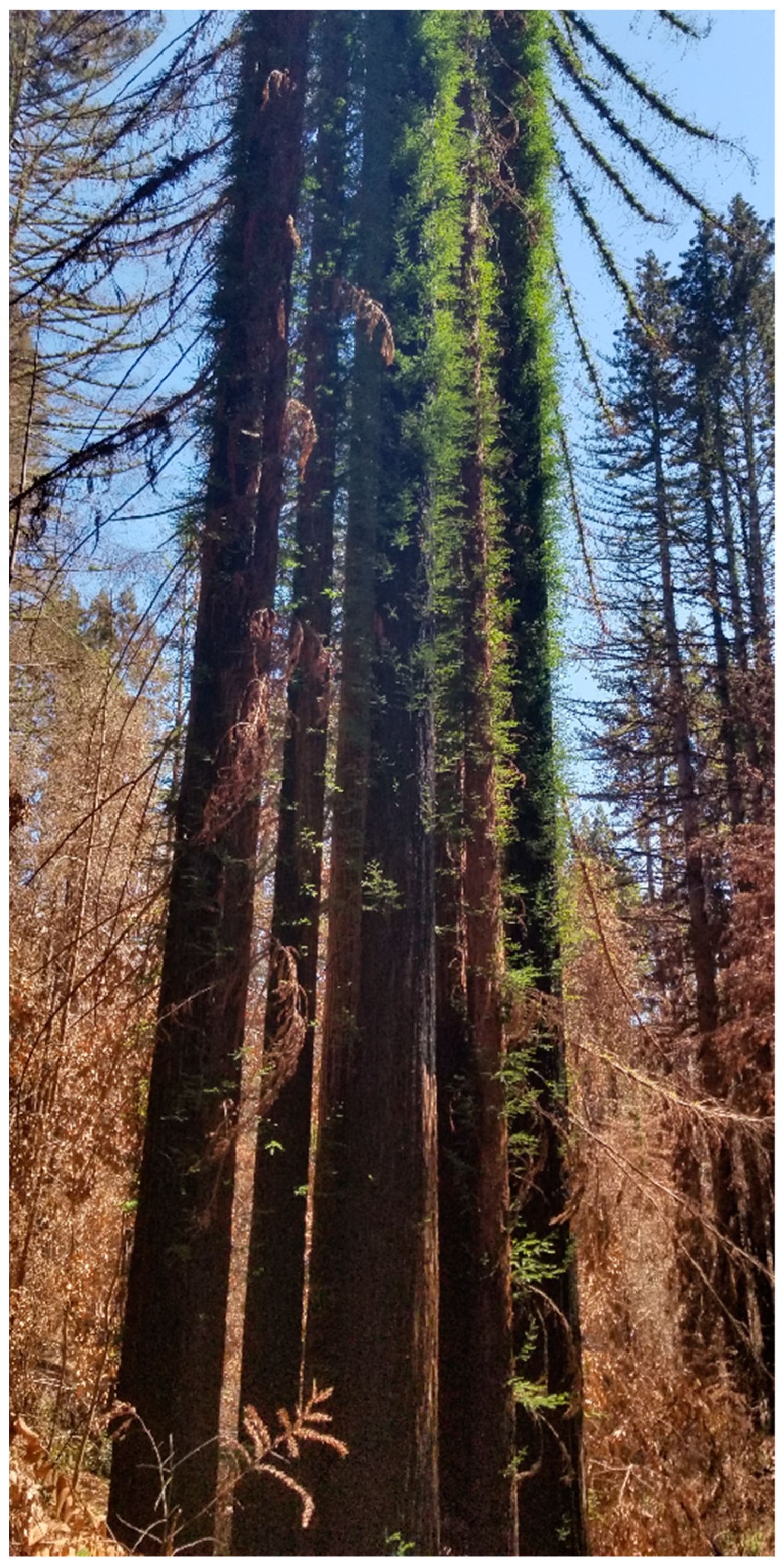 Forests 12 01135 g004