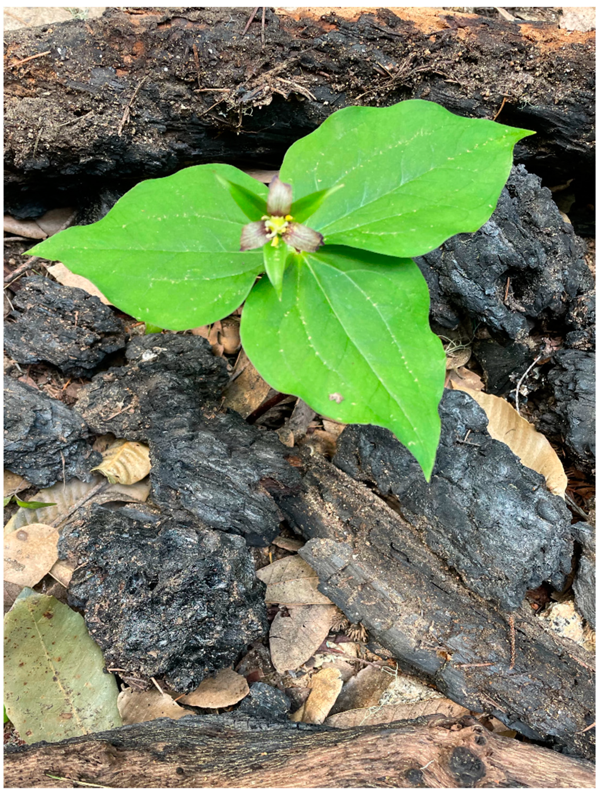 Forests 12 01135 g005