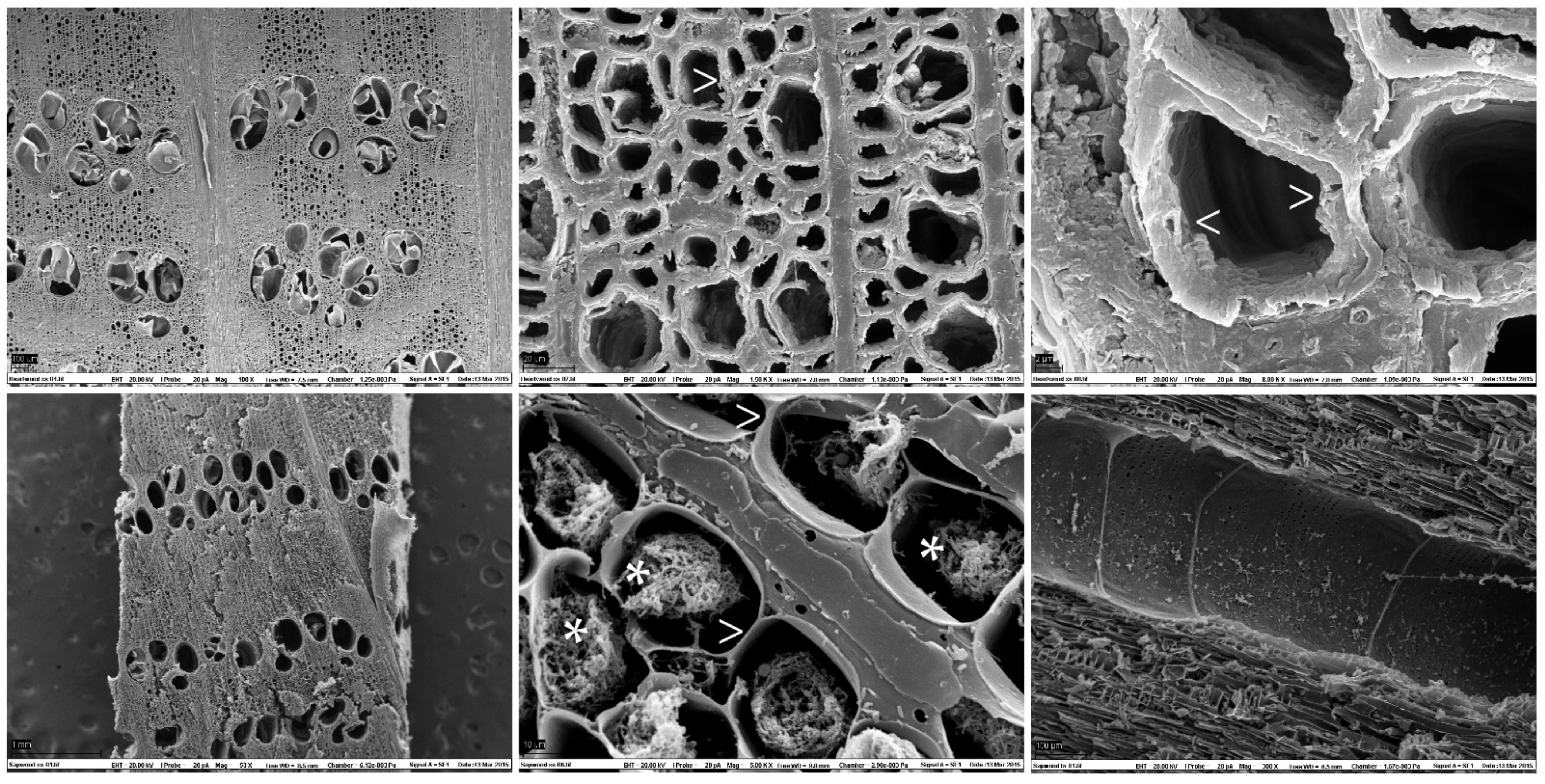 Forests 12 01193 g002