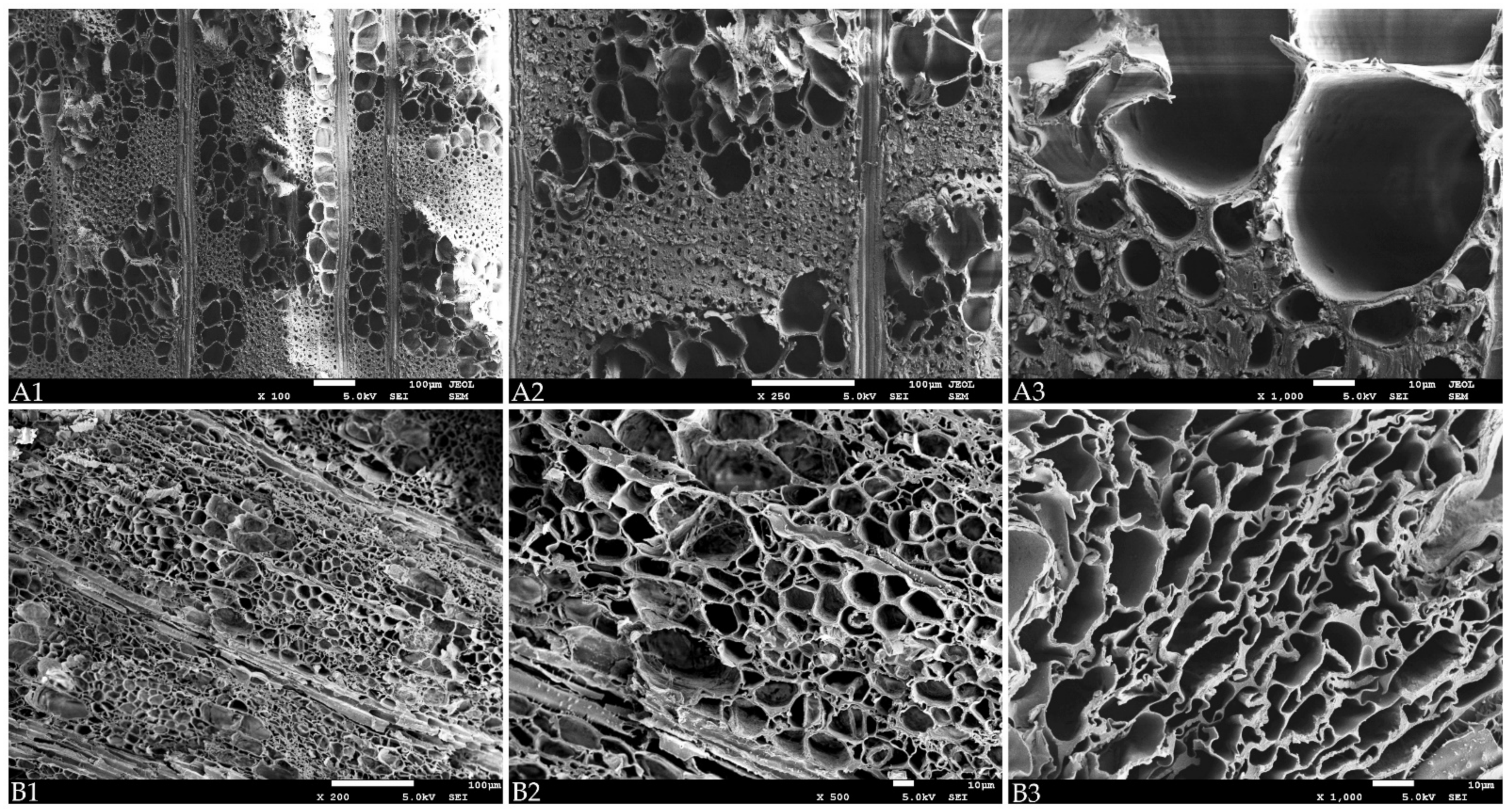 Forests 12 01193 g004