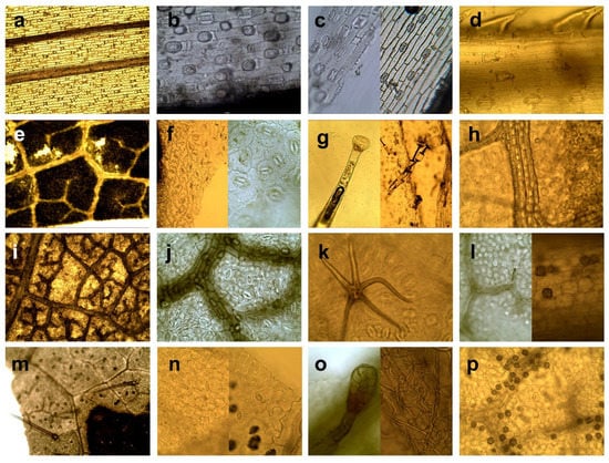 Forests 12 01229 g001 550