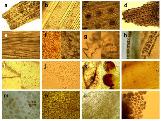Forests 12 01229 g002 550