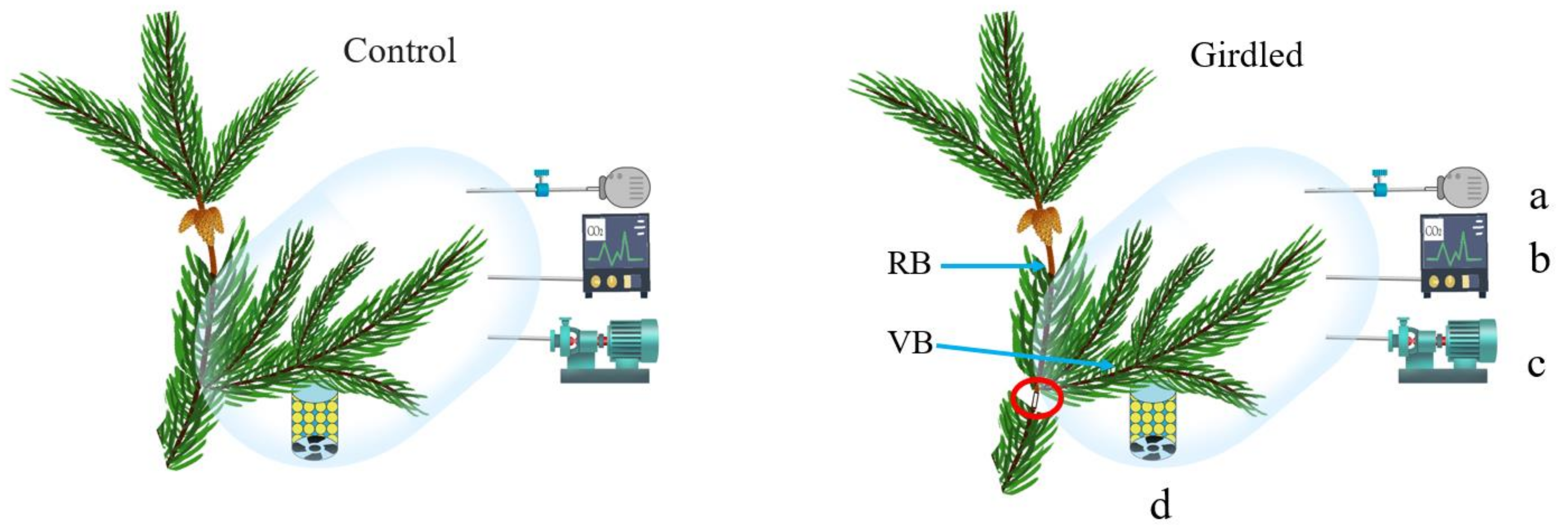 Forests 12 01257 g001