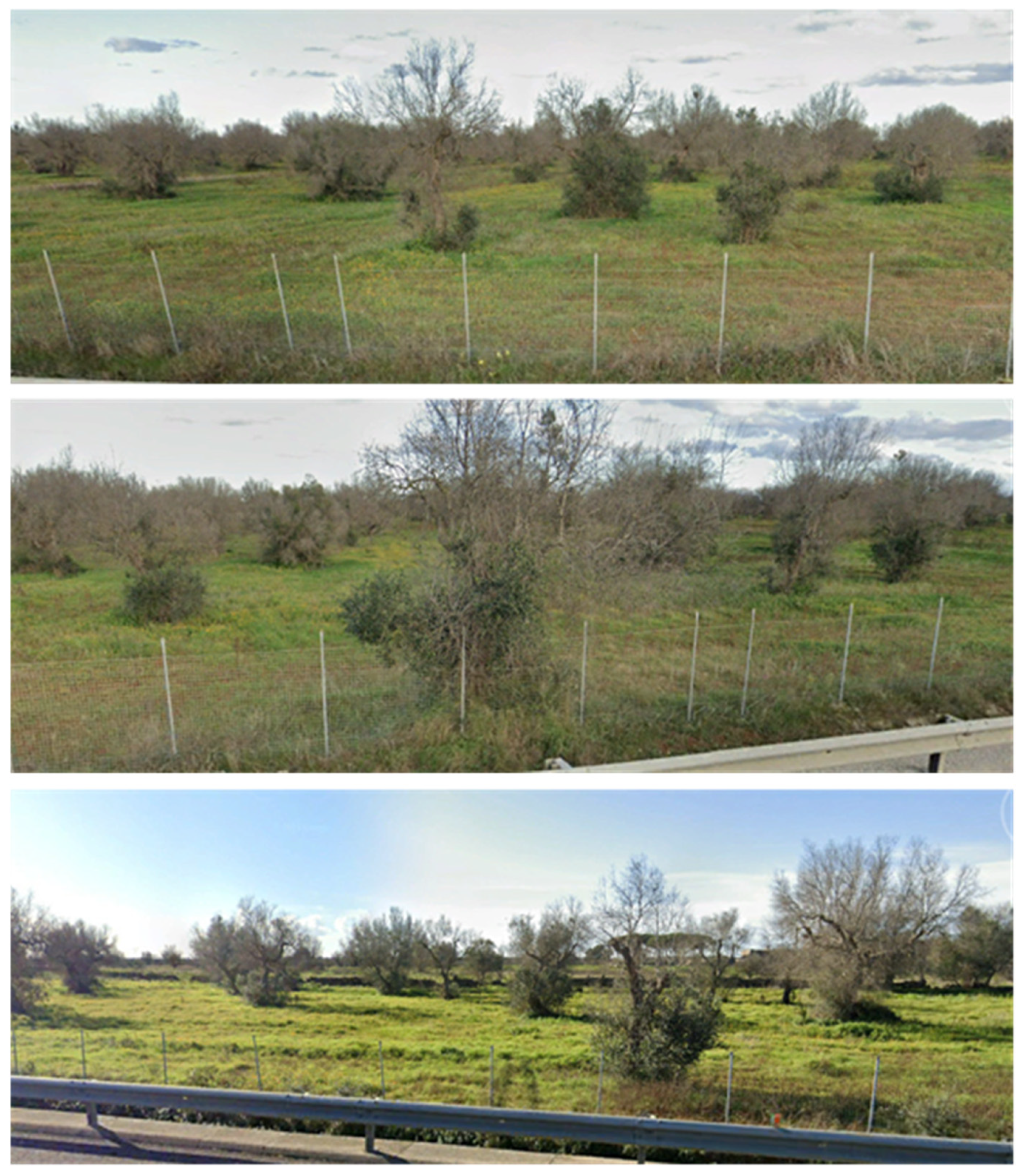 Forests 12 01266 g011