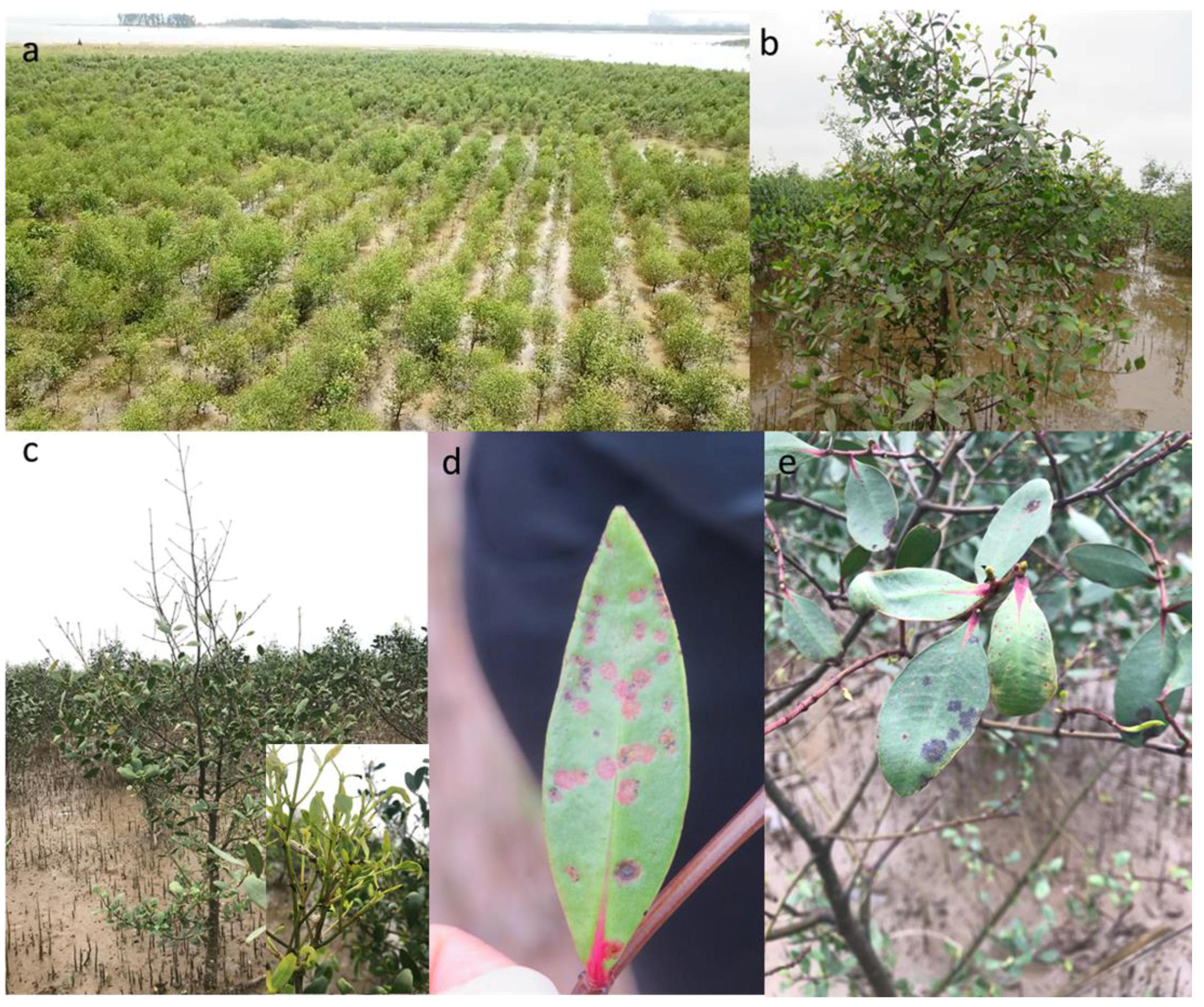 Forests 12 01273 g001