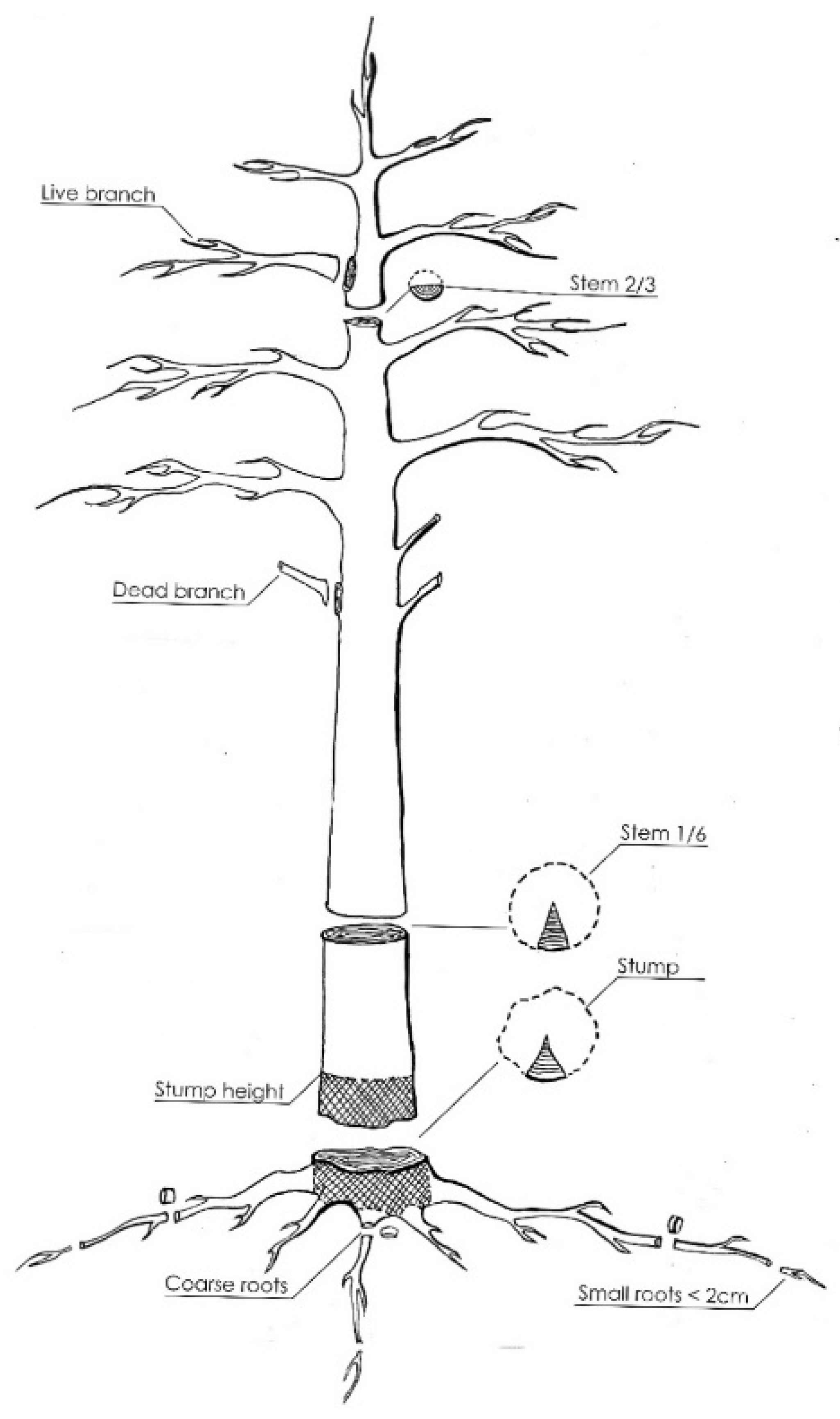 Forests 12 01292 g001
