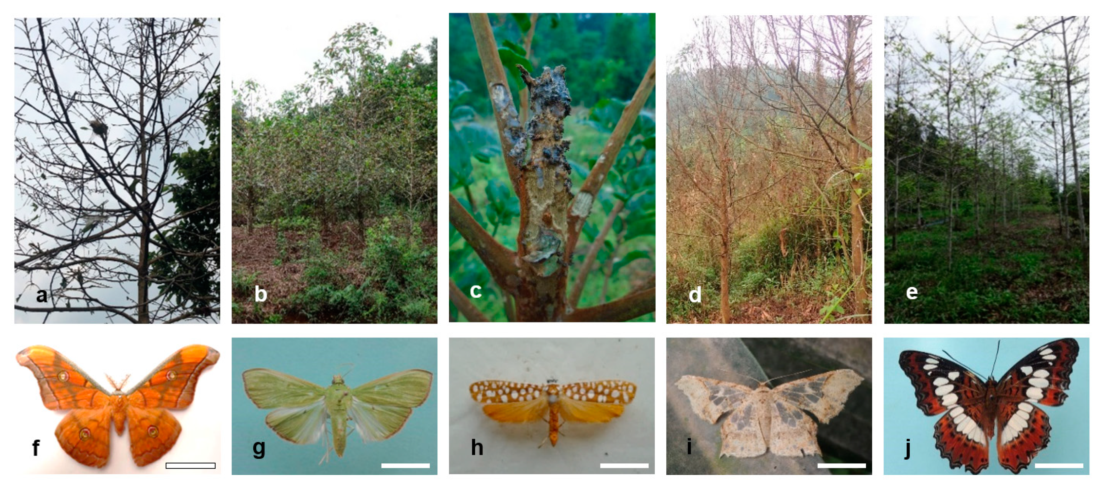 Forests 12 01301 g003