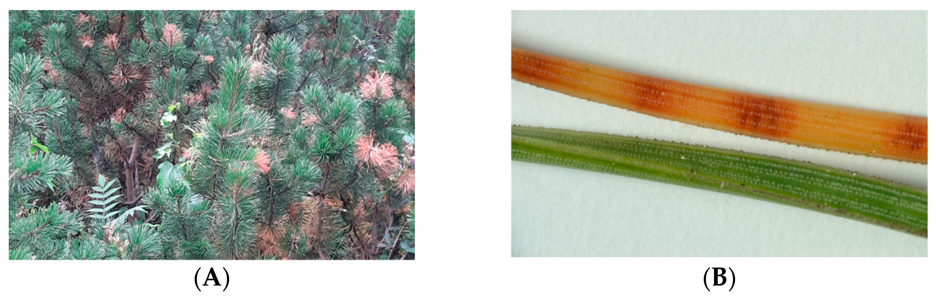 Forests 12 01323 g001