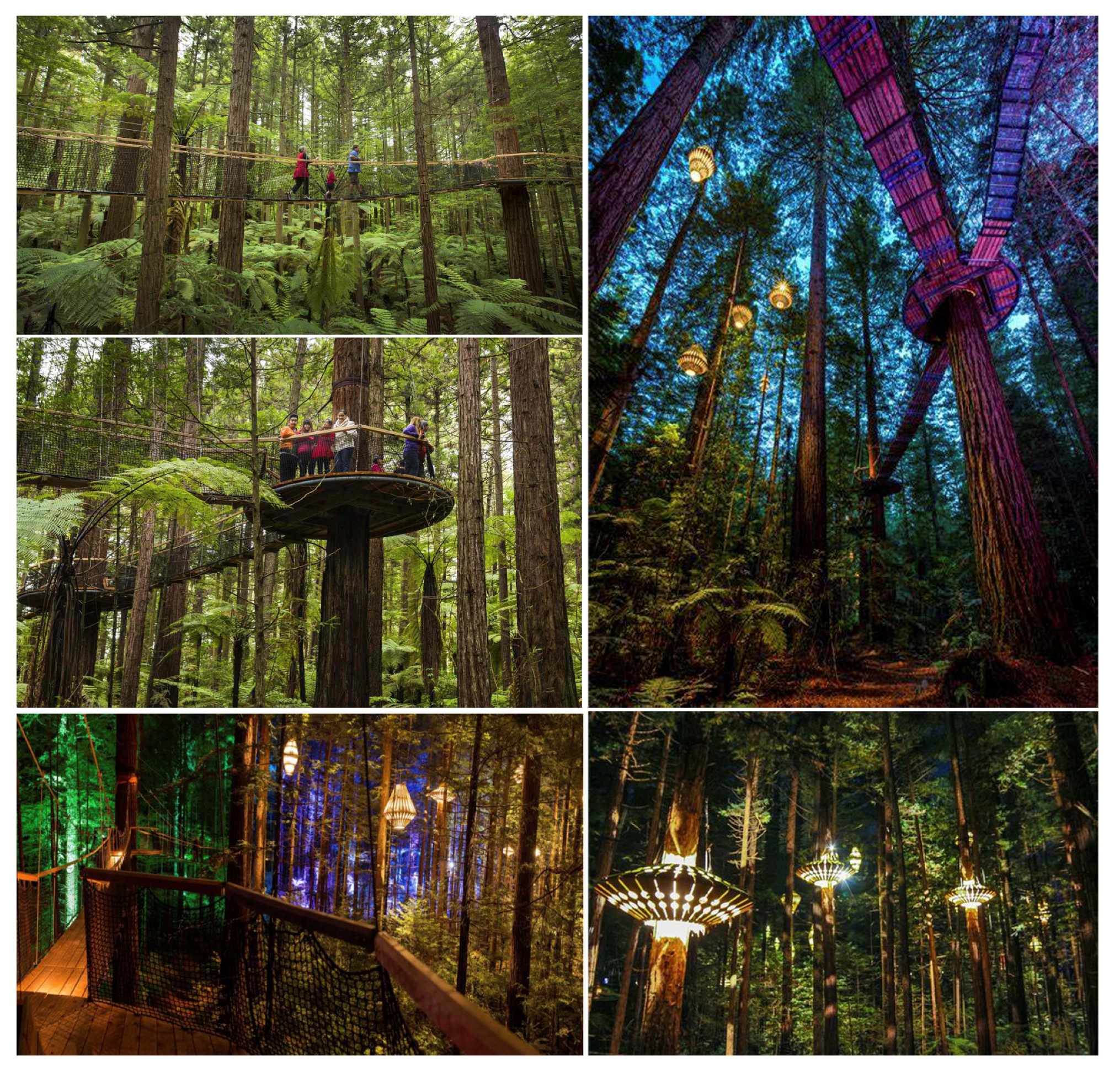 Forests 12 01343 g0a6